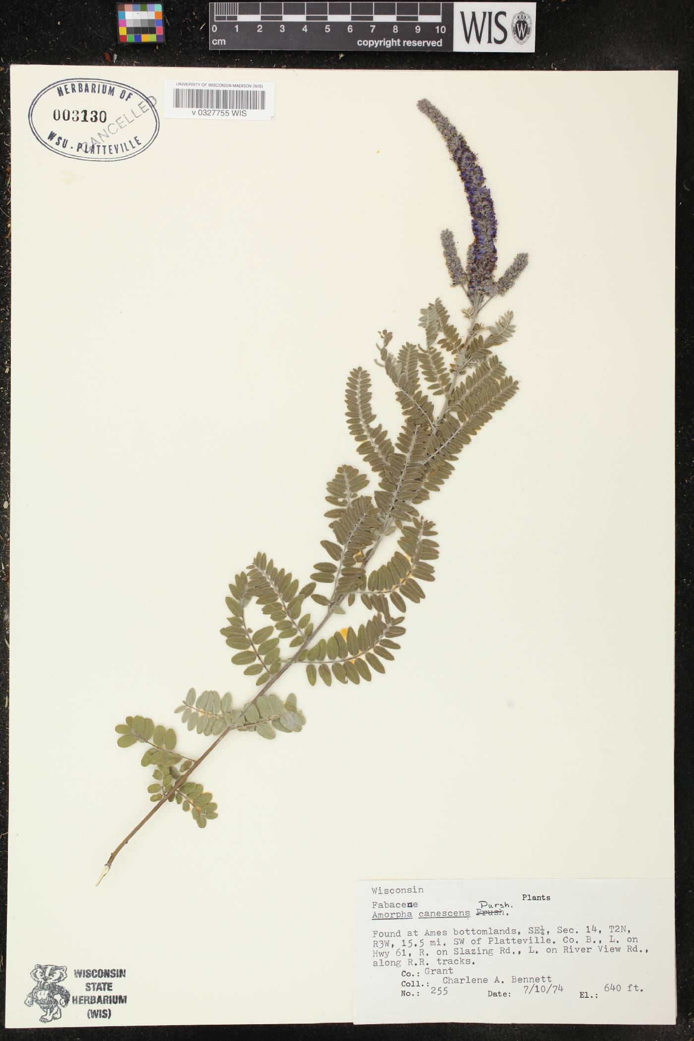 Amorpha canescens image