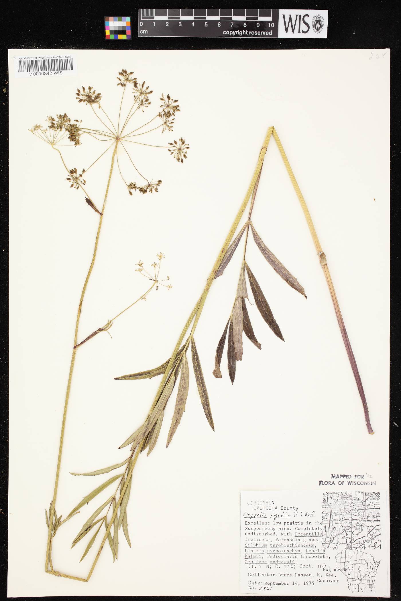 Oxypolis rigidior image