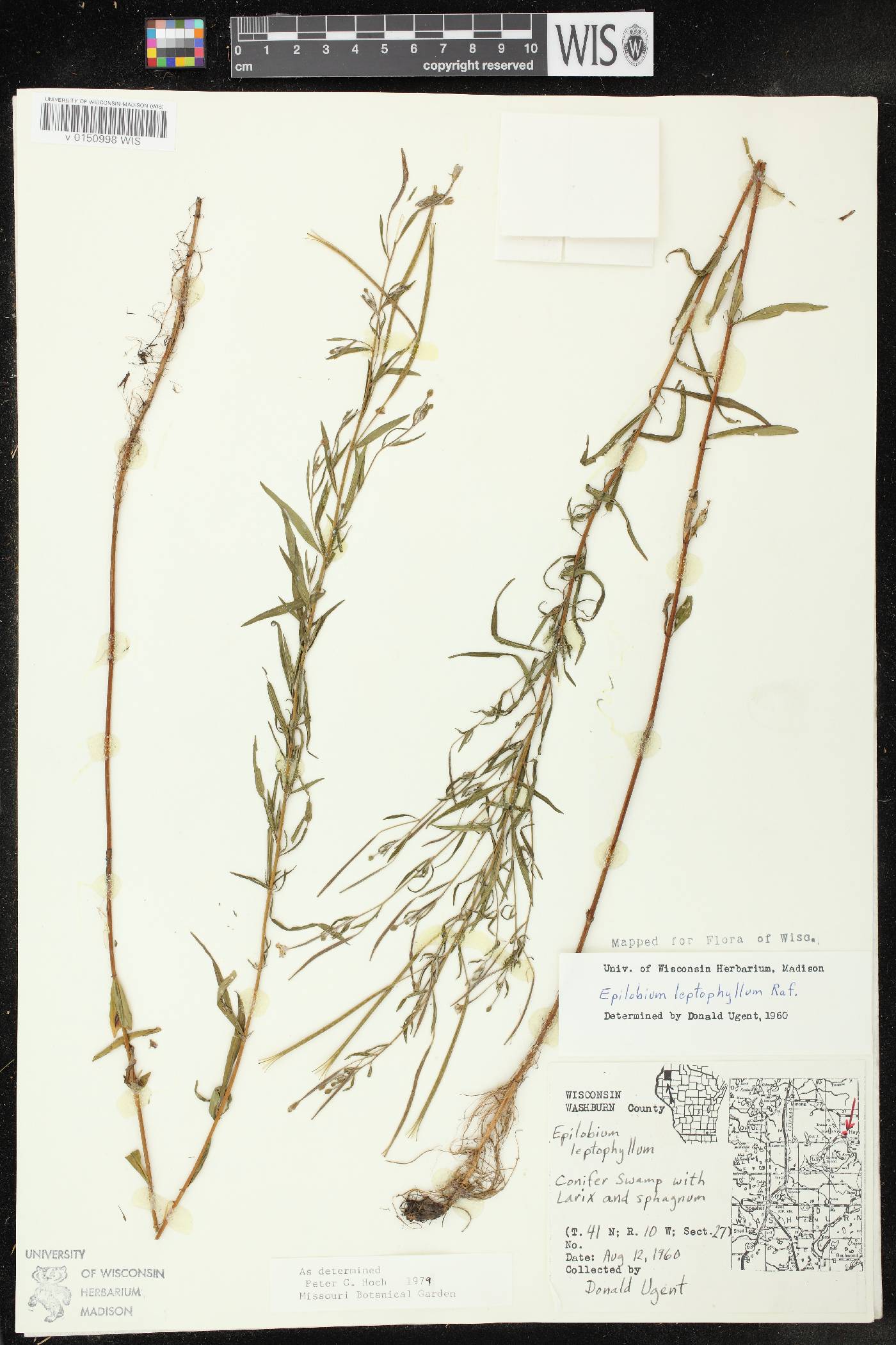 Epilobium leptophyllum image