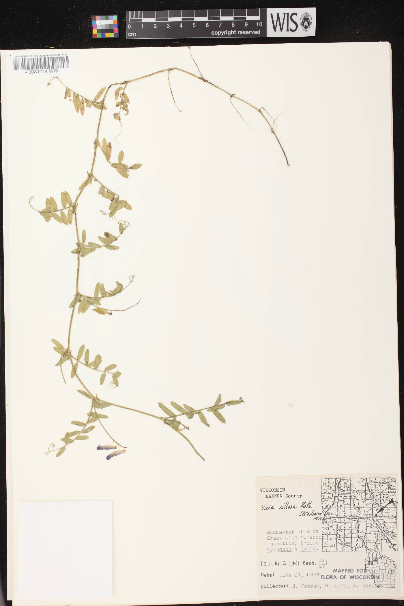 Vicia villosa image