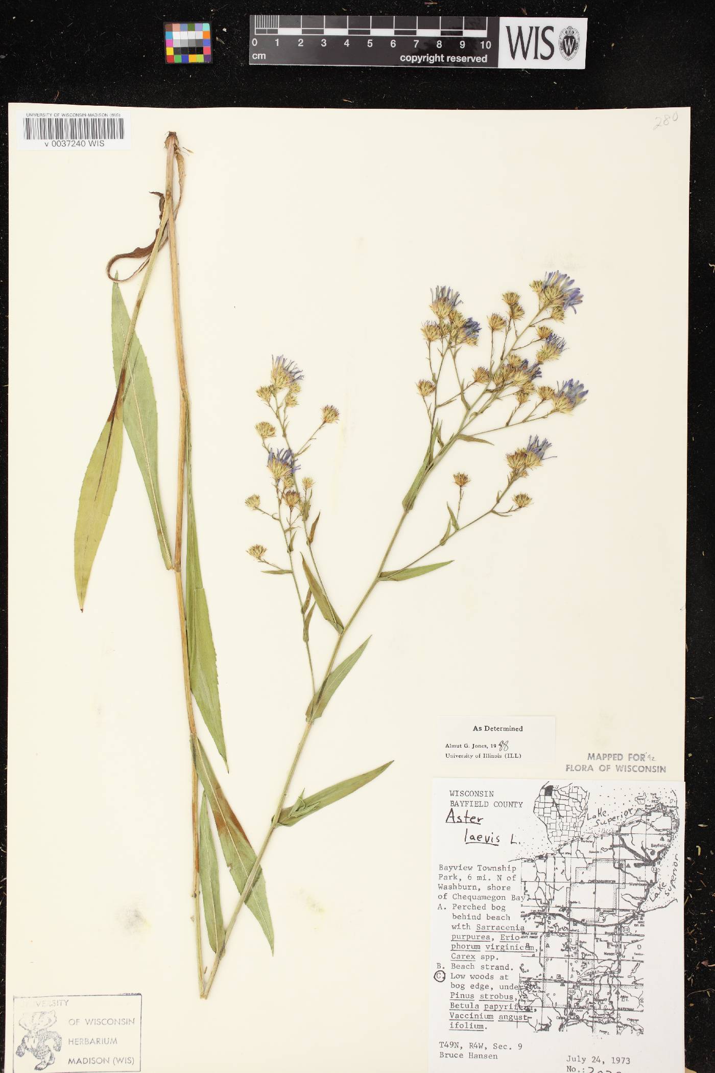 Symphyotrichum laeve image