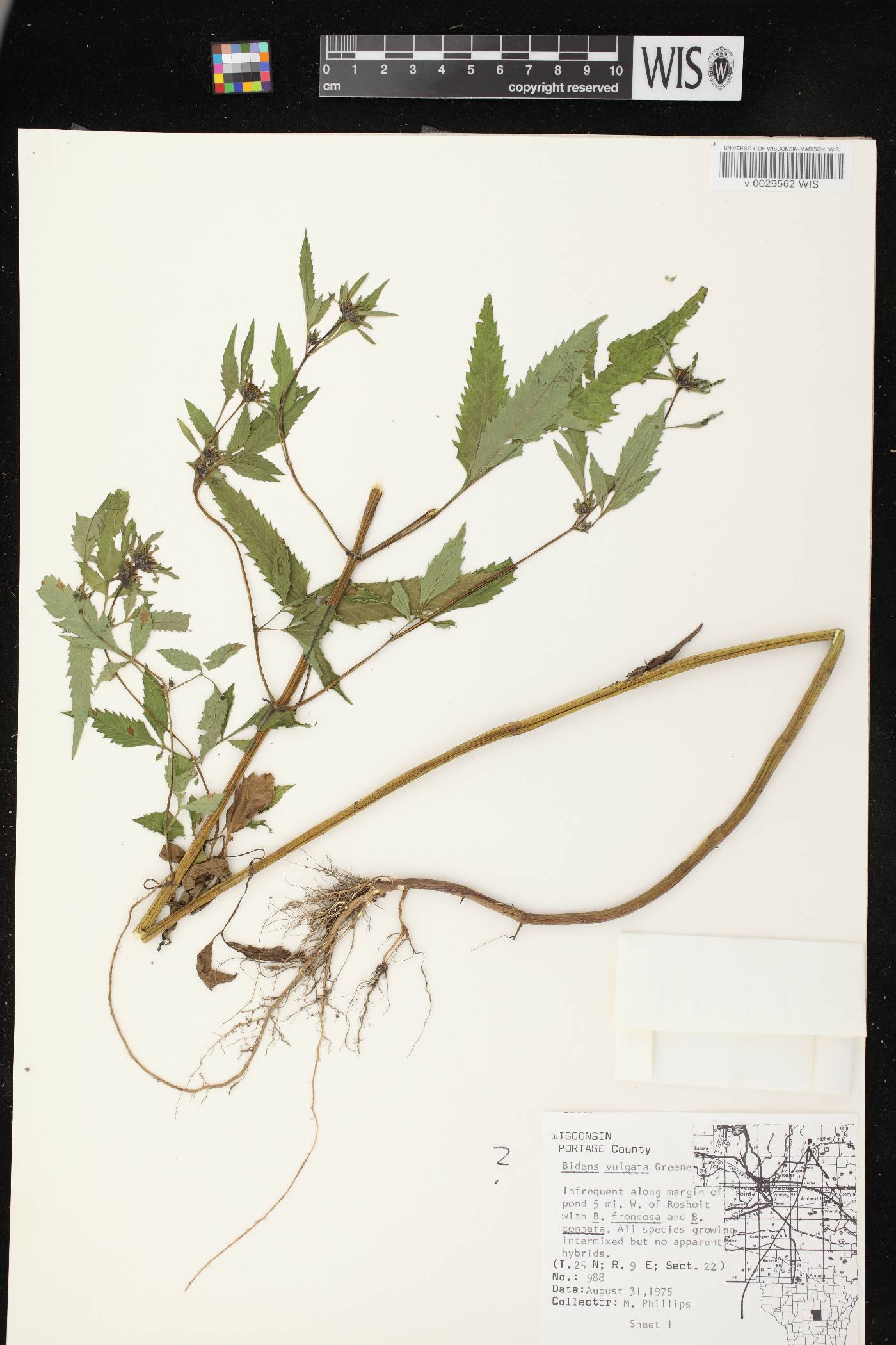 Bidens vulgata image