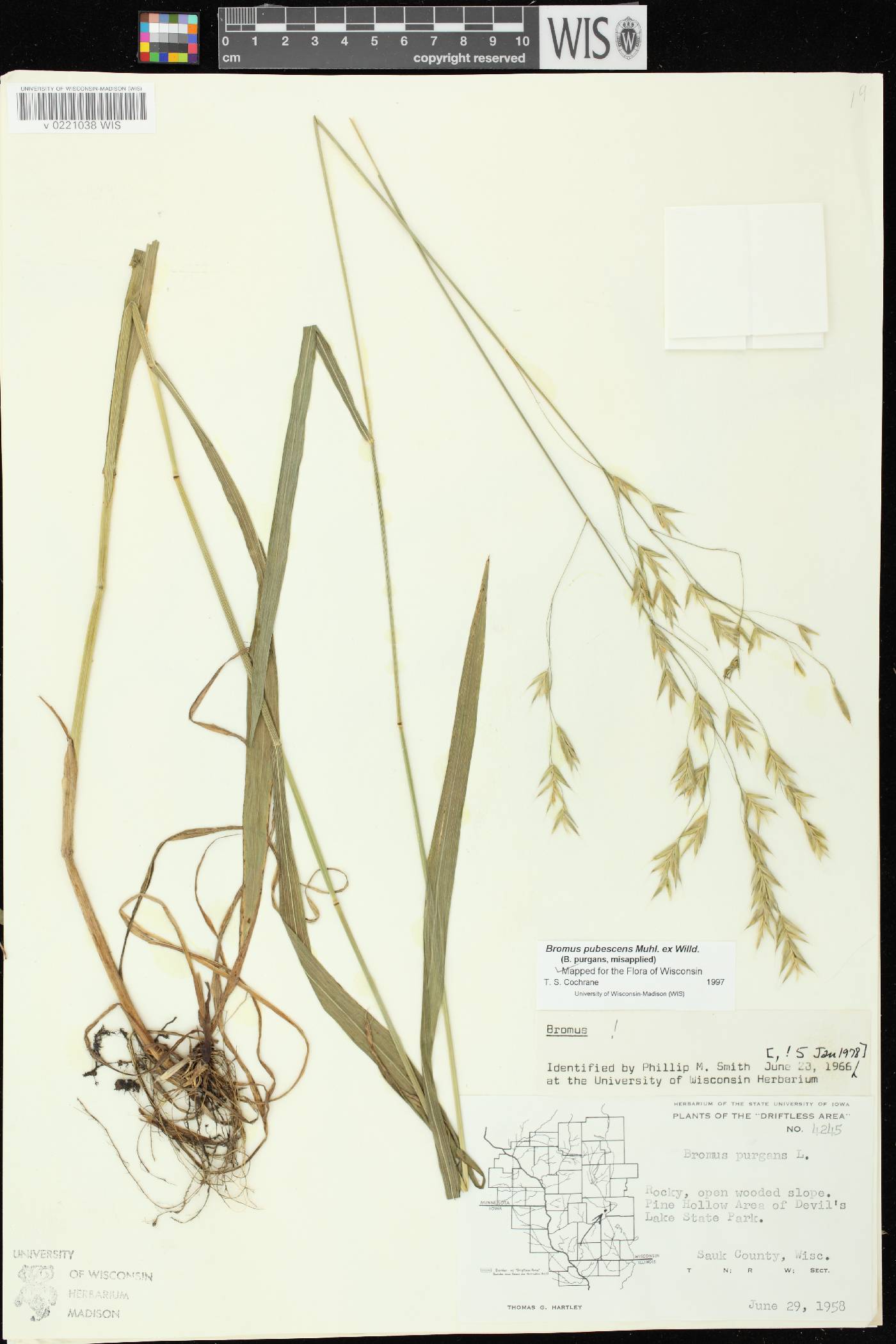Bromus pubescens image