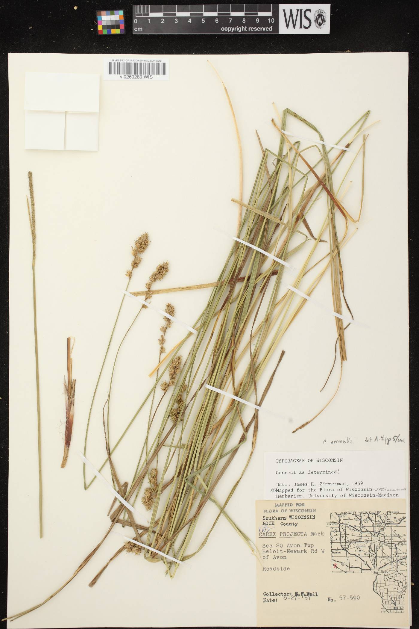 Carex normalis image