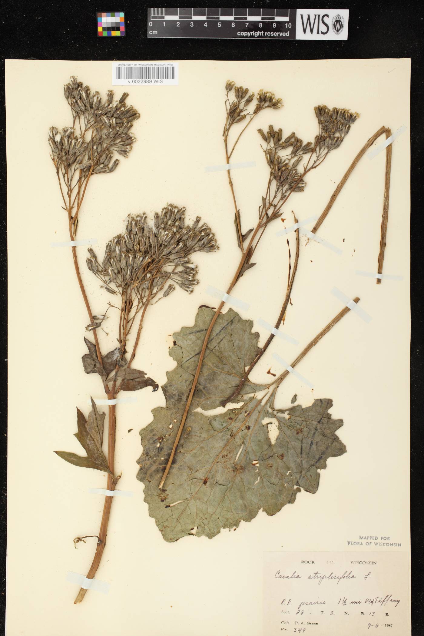 Arnoglossum atriplicifolium image