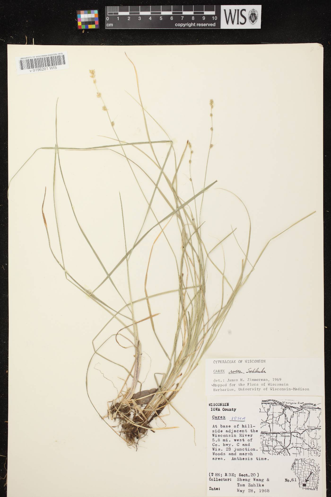 Carex radiata image