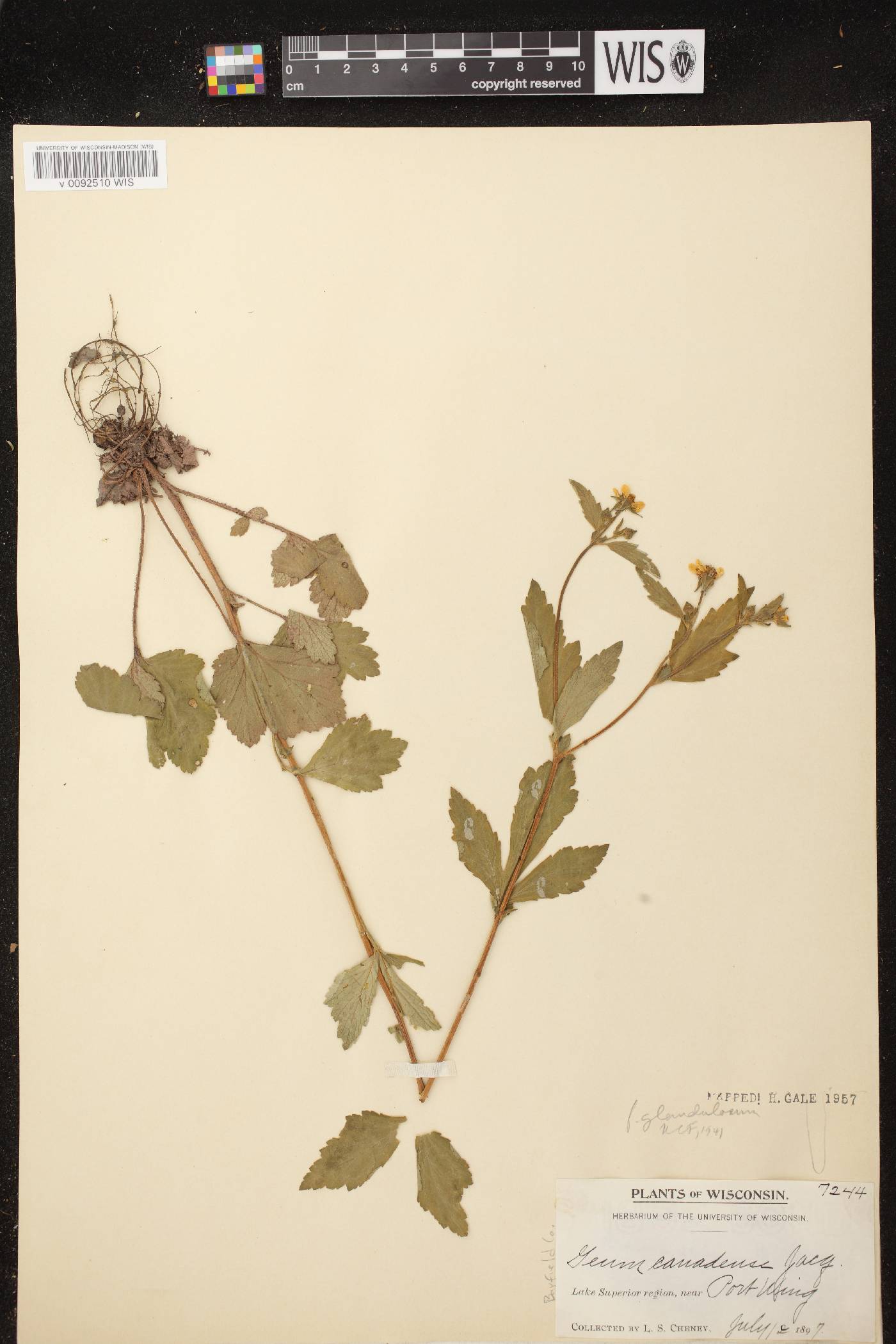 Geum canadense image