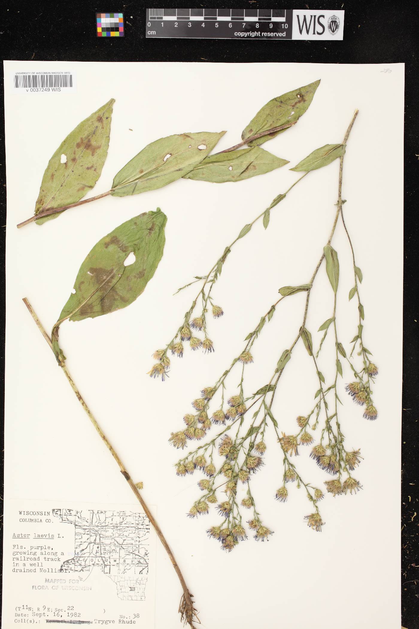 Symphyotrichum laeve image