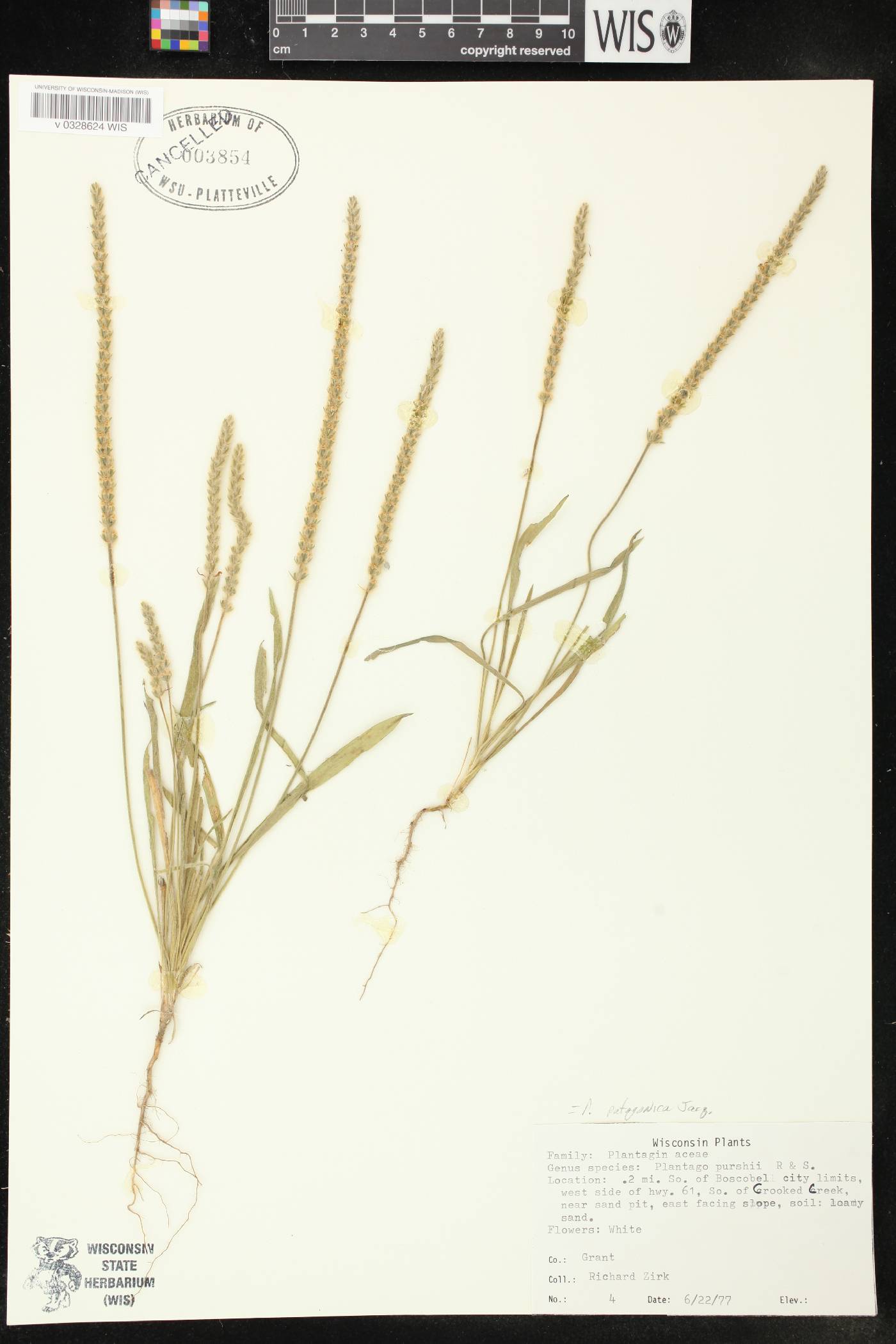 Plantago patagonica image