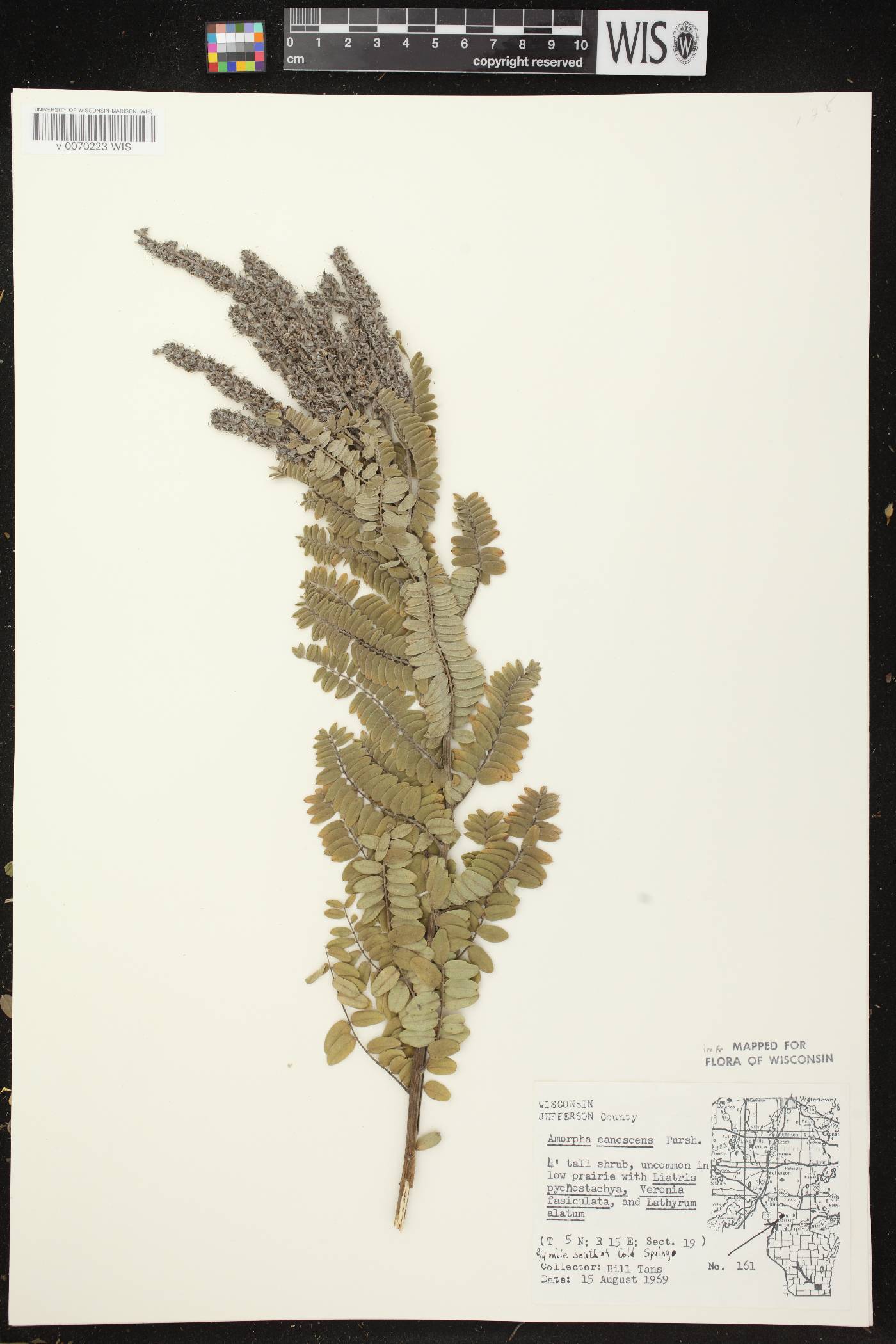 Amorpha canescens image