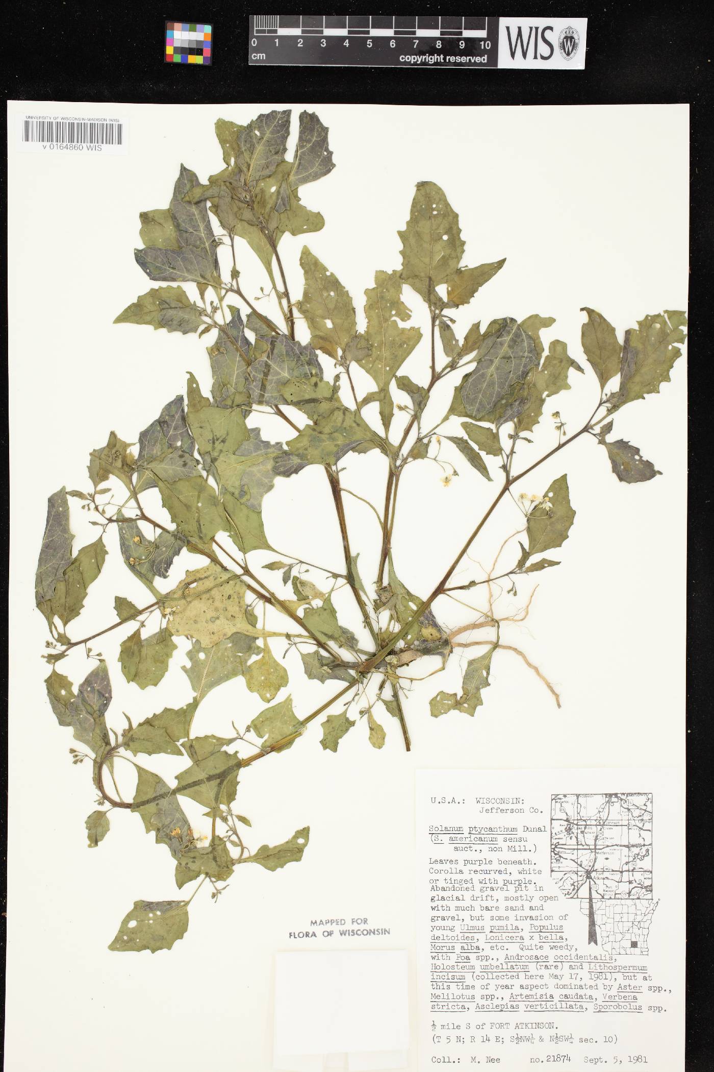 Solanum ptychanthum image