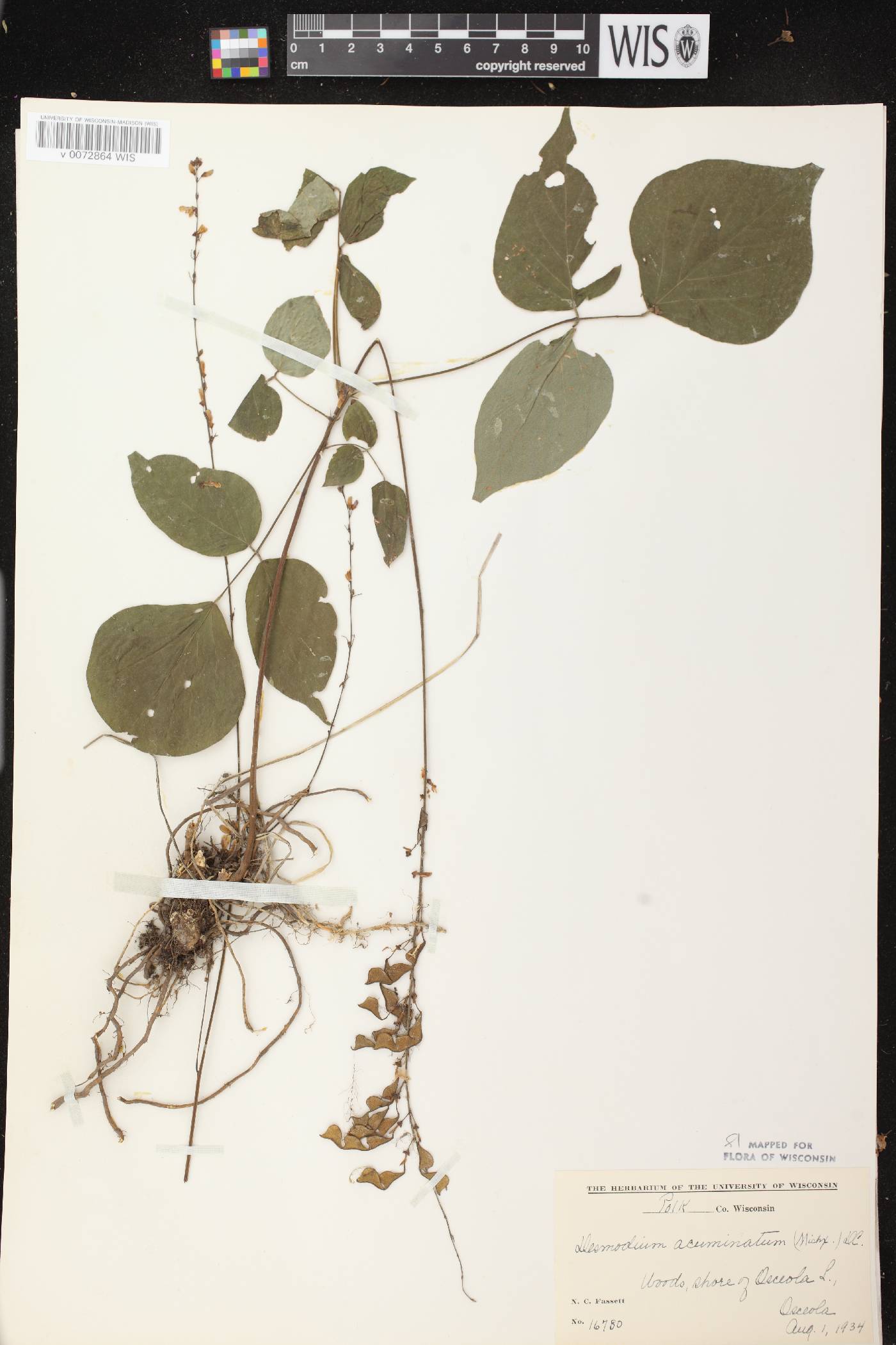 Hylodesmum glutinosum image