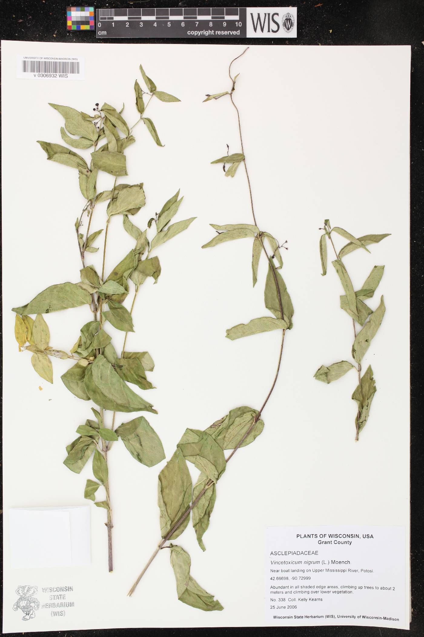Vincetoxicum nigrum image