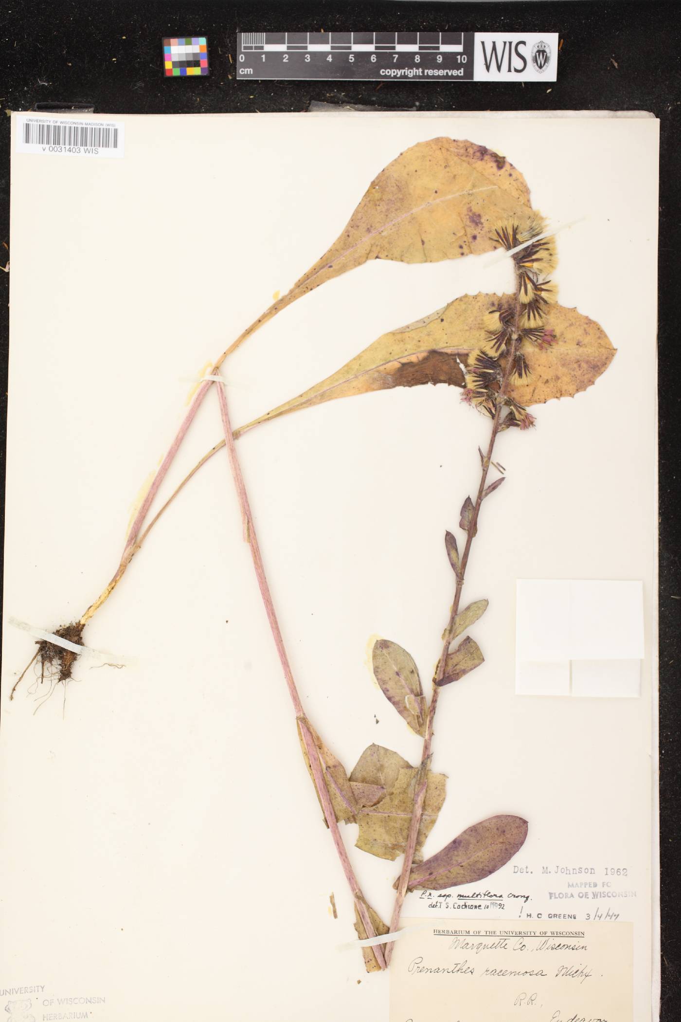 Prenanthes racemosa image