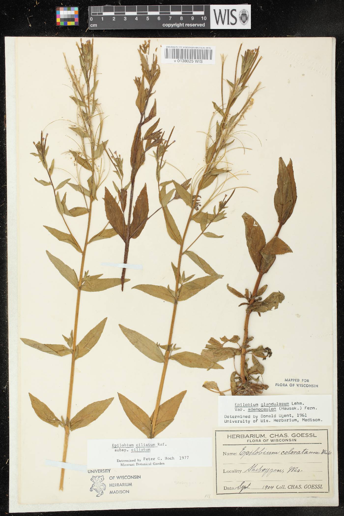Epilobium ciliatum subsp. ciliatum image