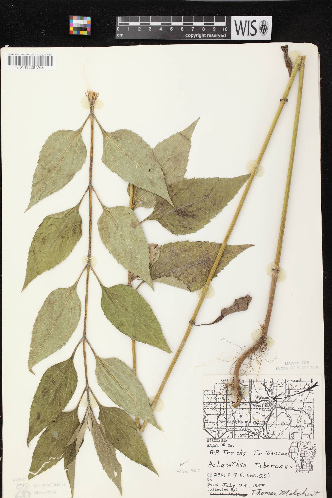 Helianthus tuberosus image