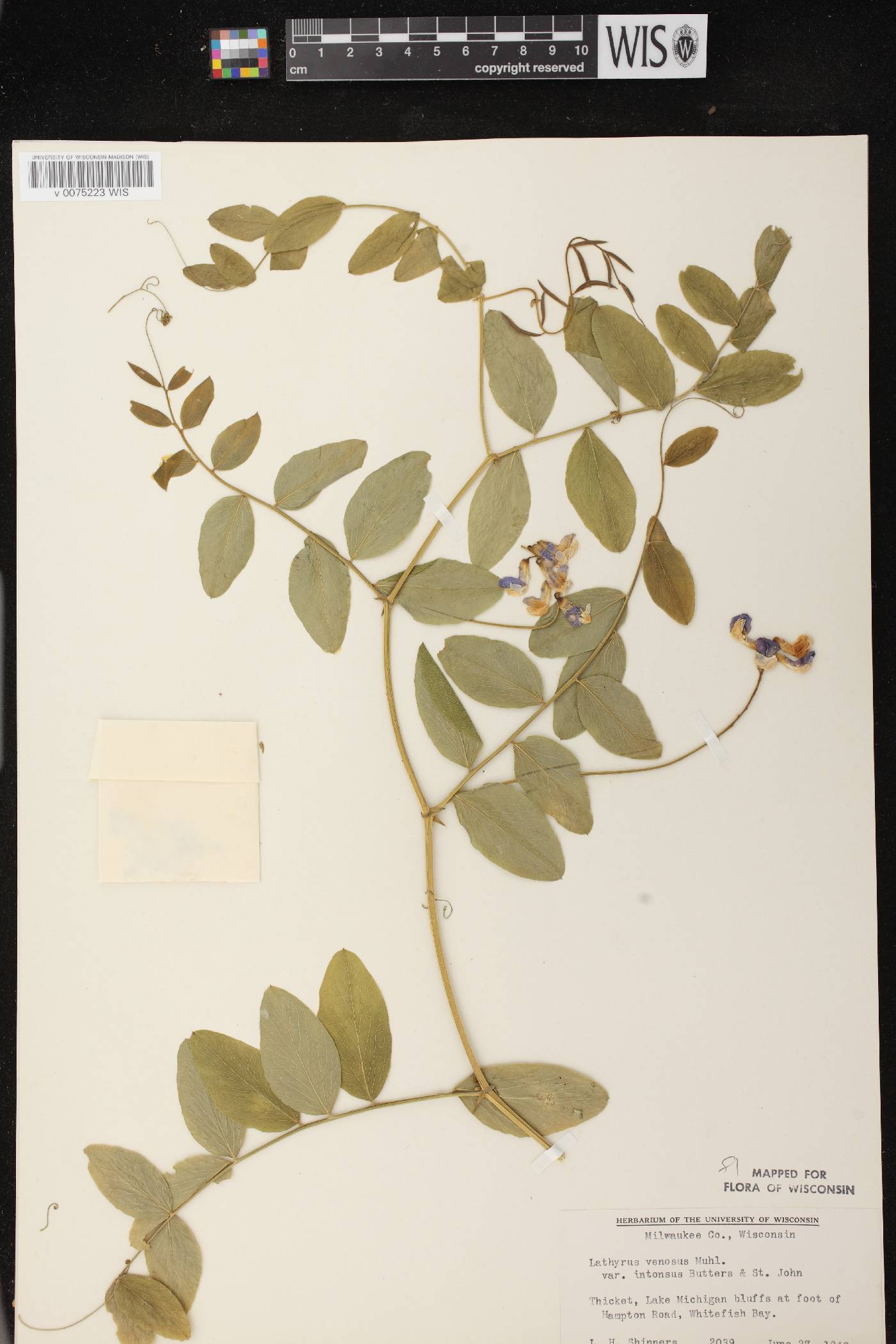 Lathyrus venosus image