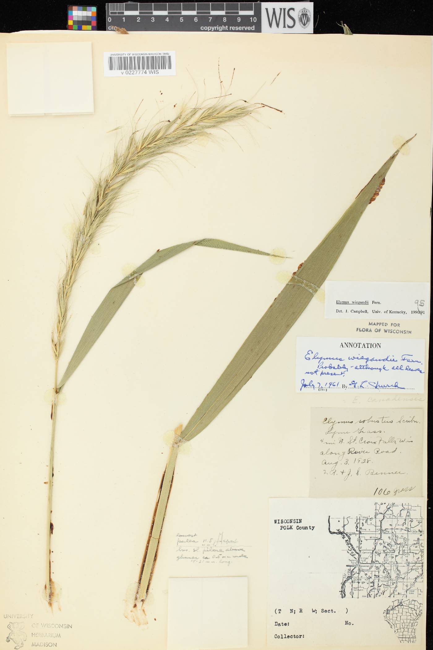 Elymus wiegandii image