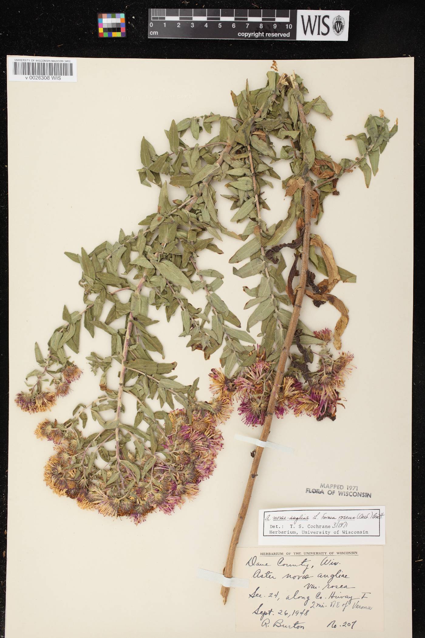 Symphyotrichum novae-angliae image