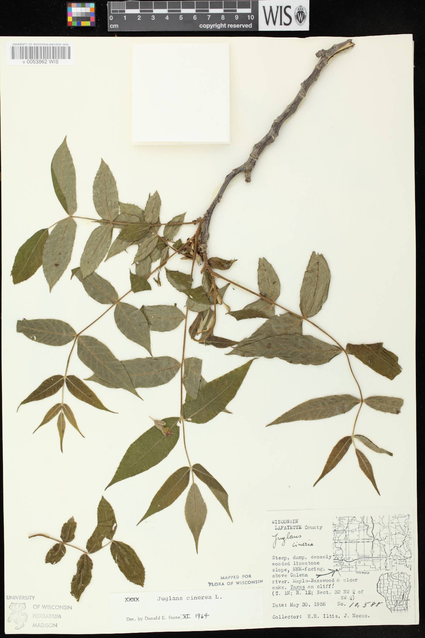 Juglans cinerea image