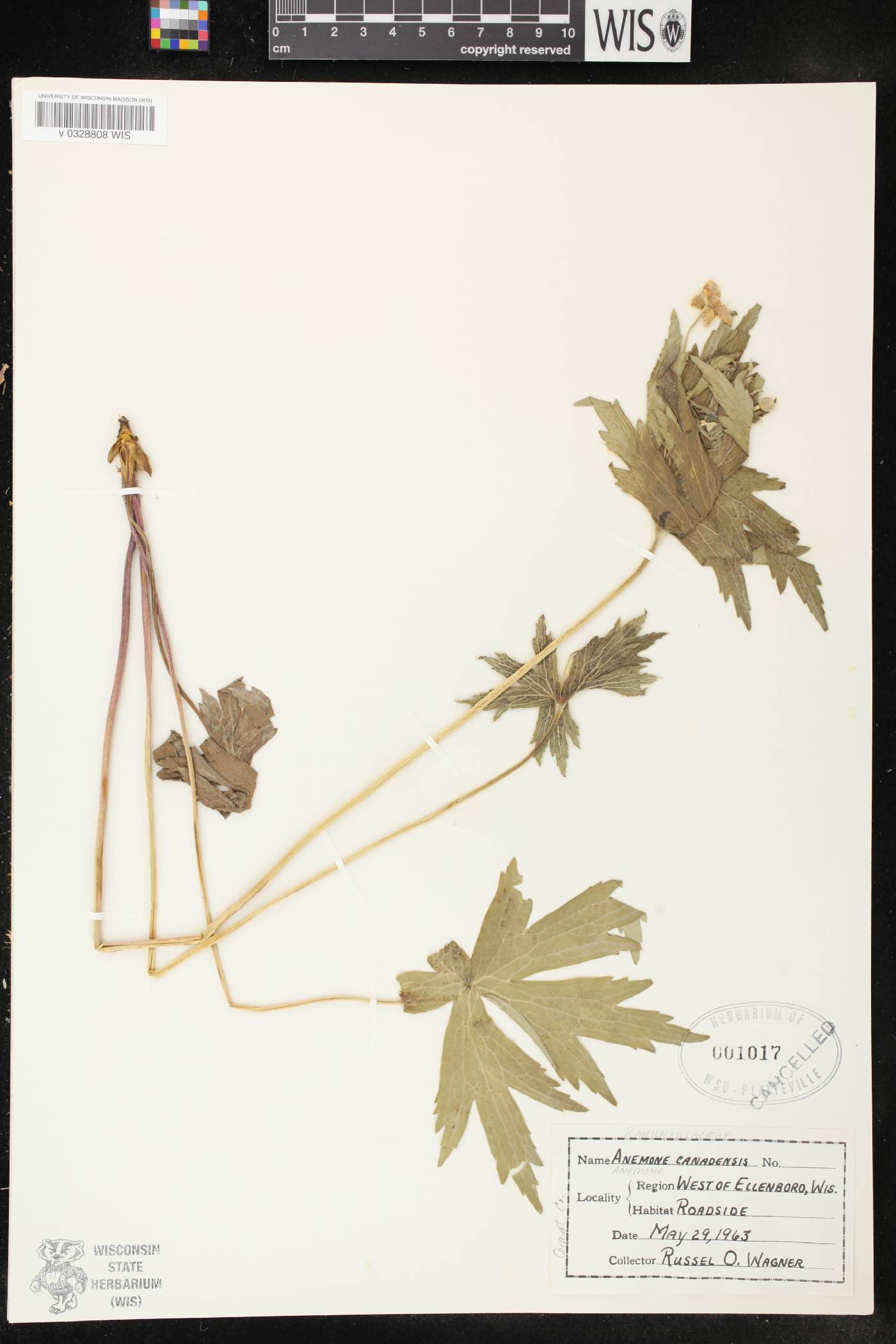 Anemone canadensis image