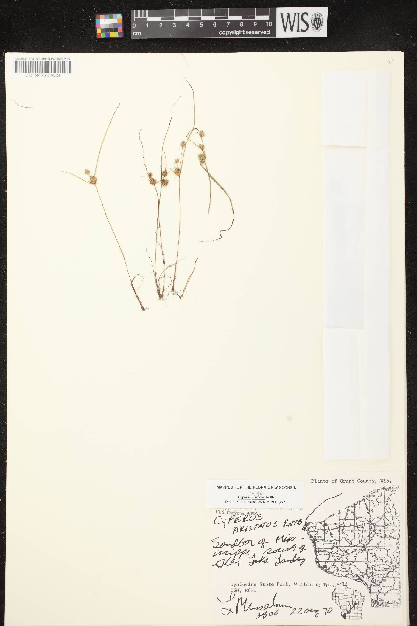 Cyperus squarrosus image