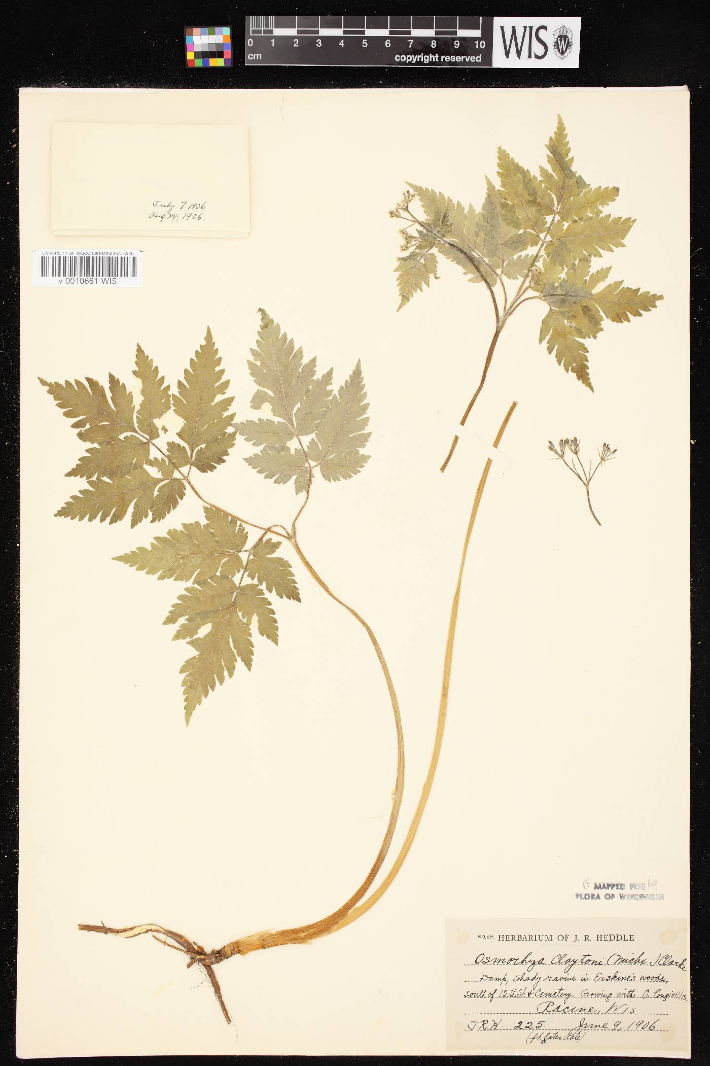 Osmorhiza claytonii image