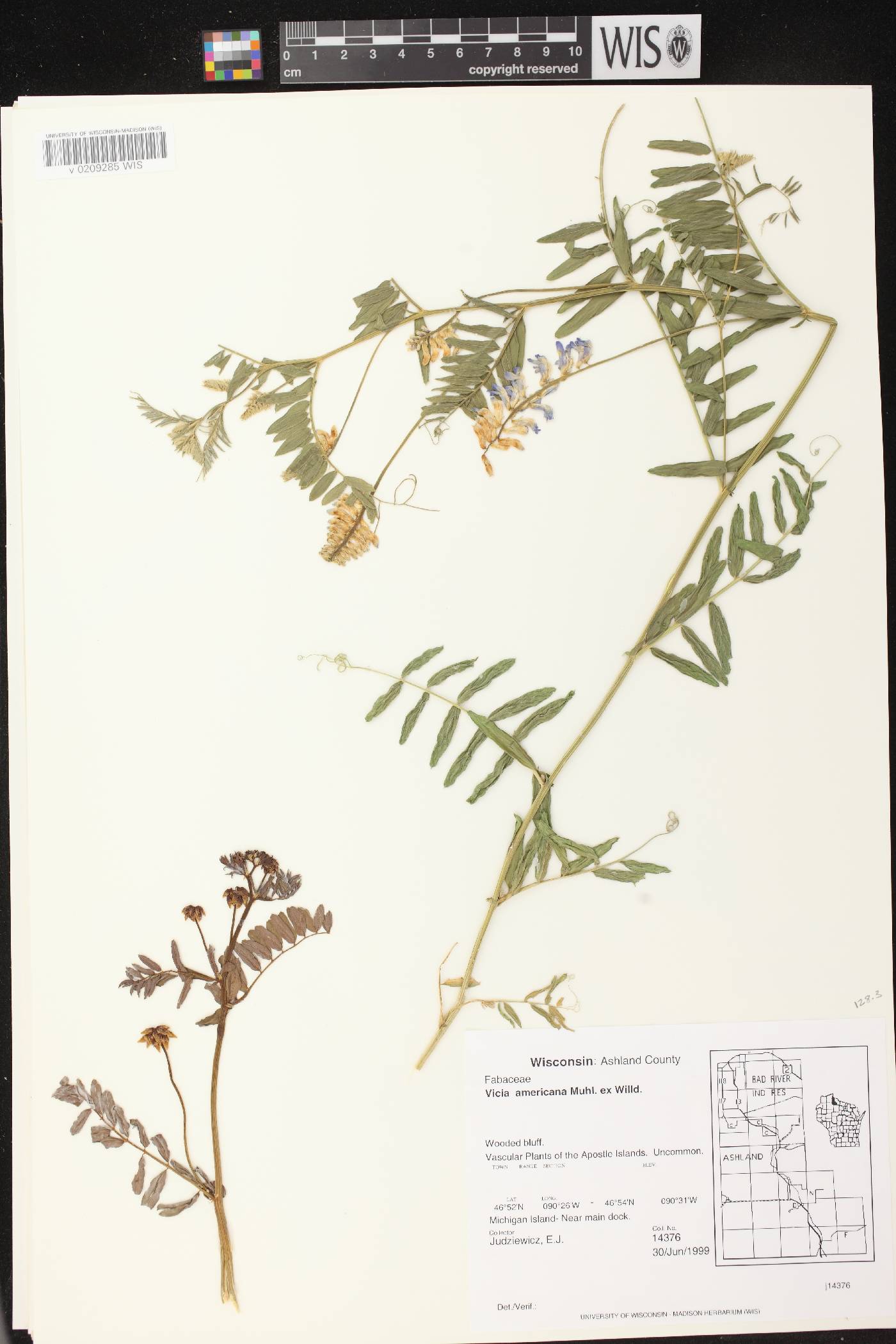 Vicia americana image
