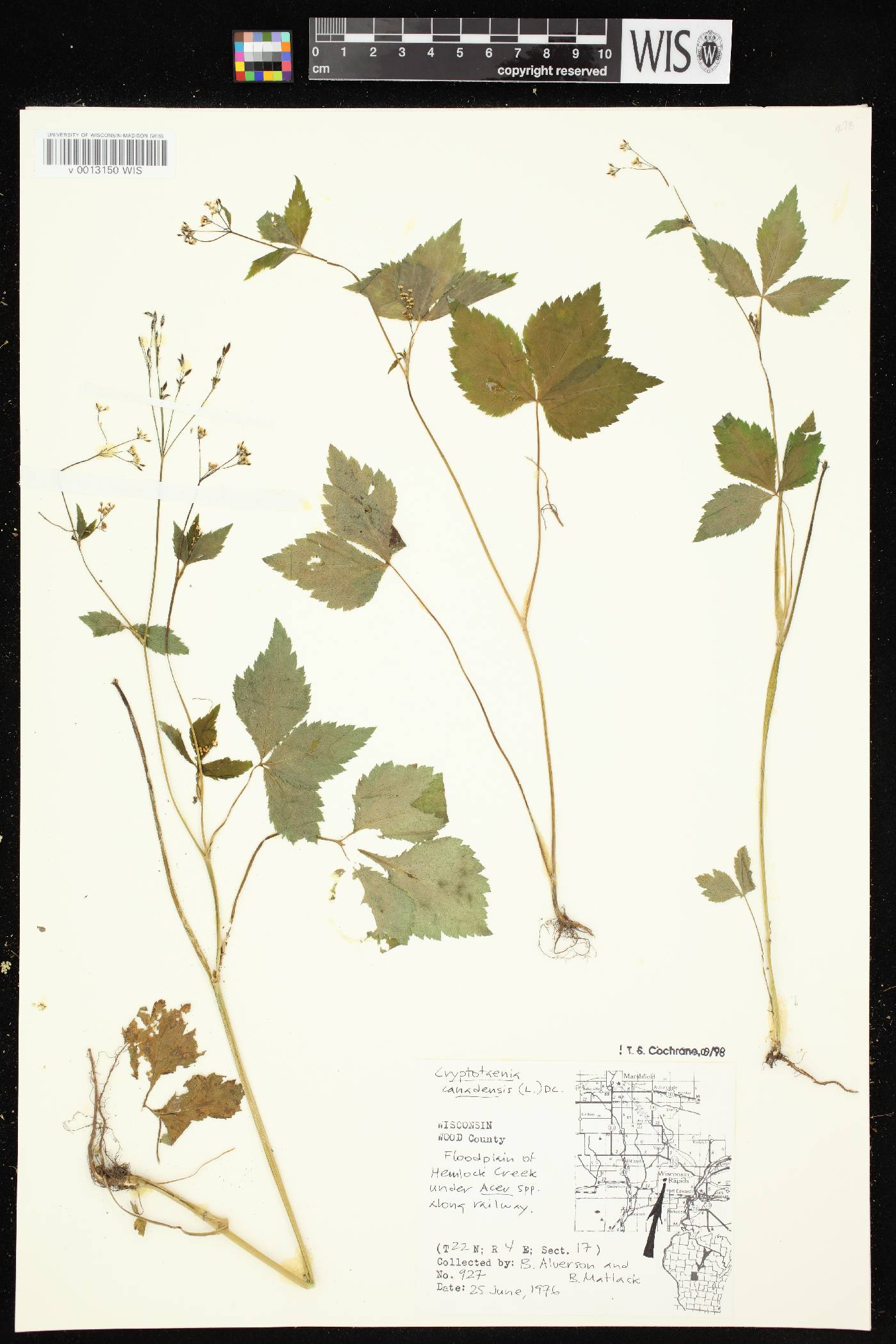 Cryptotaenia canadensis image