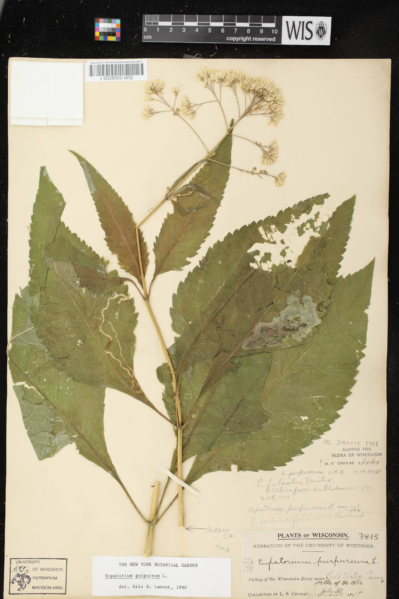 Eutrochium purpureum image