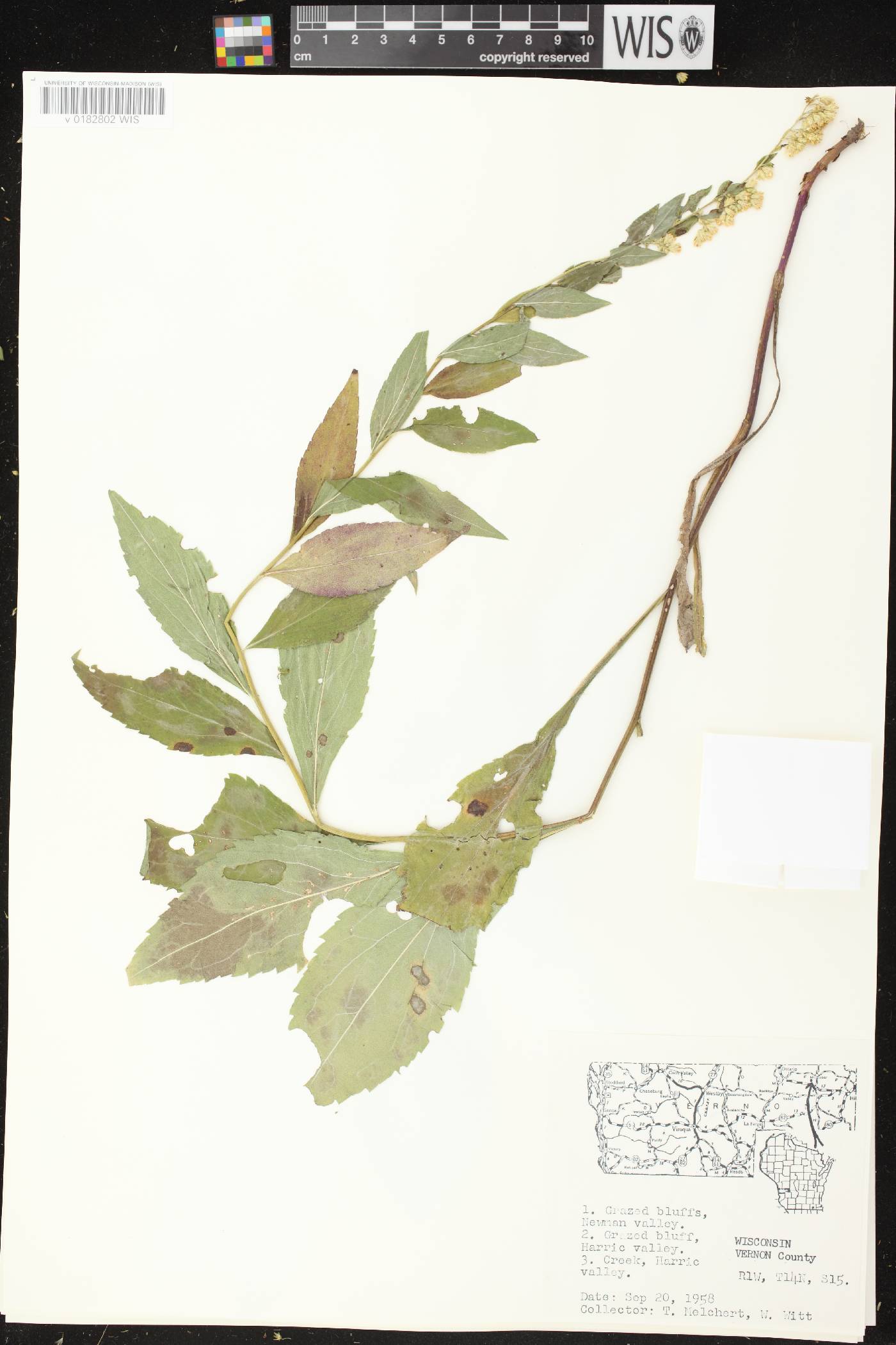 Solidago ulmifolia var. ulmifolia image