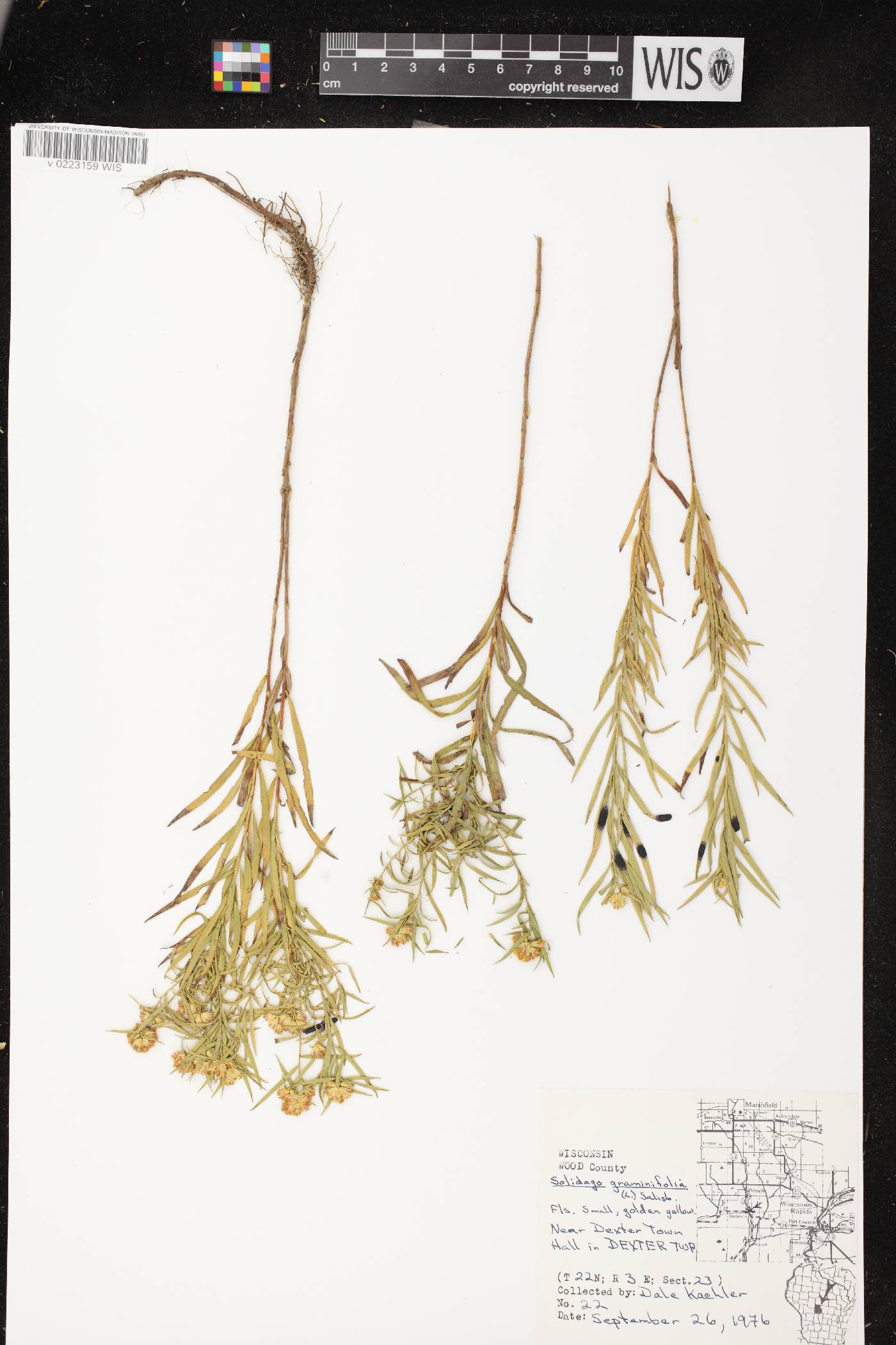 Euthamia graminifolia image