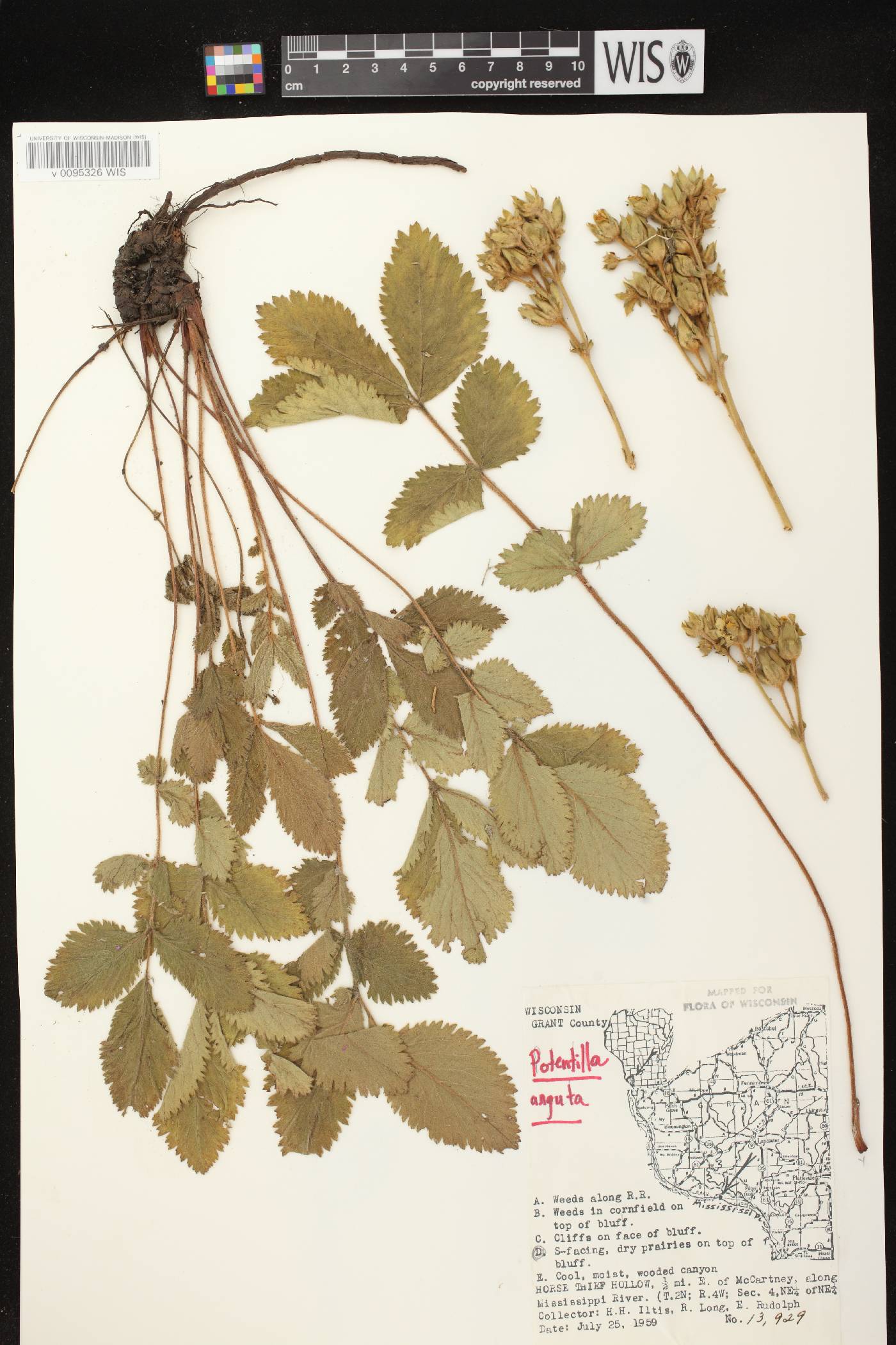 Drymocallis arguta image