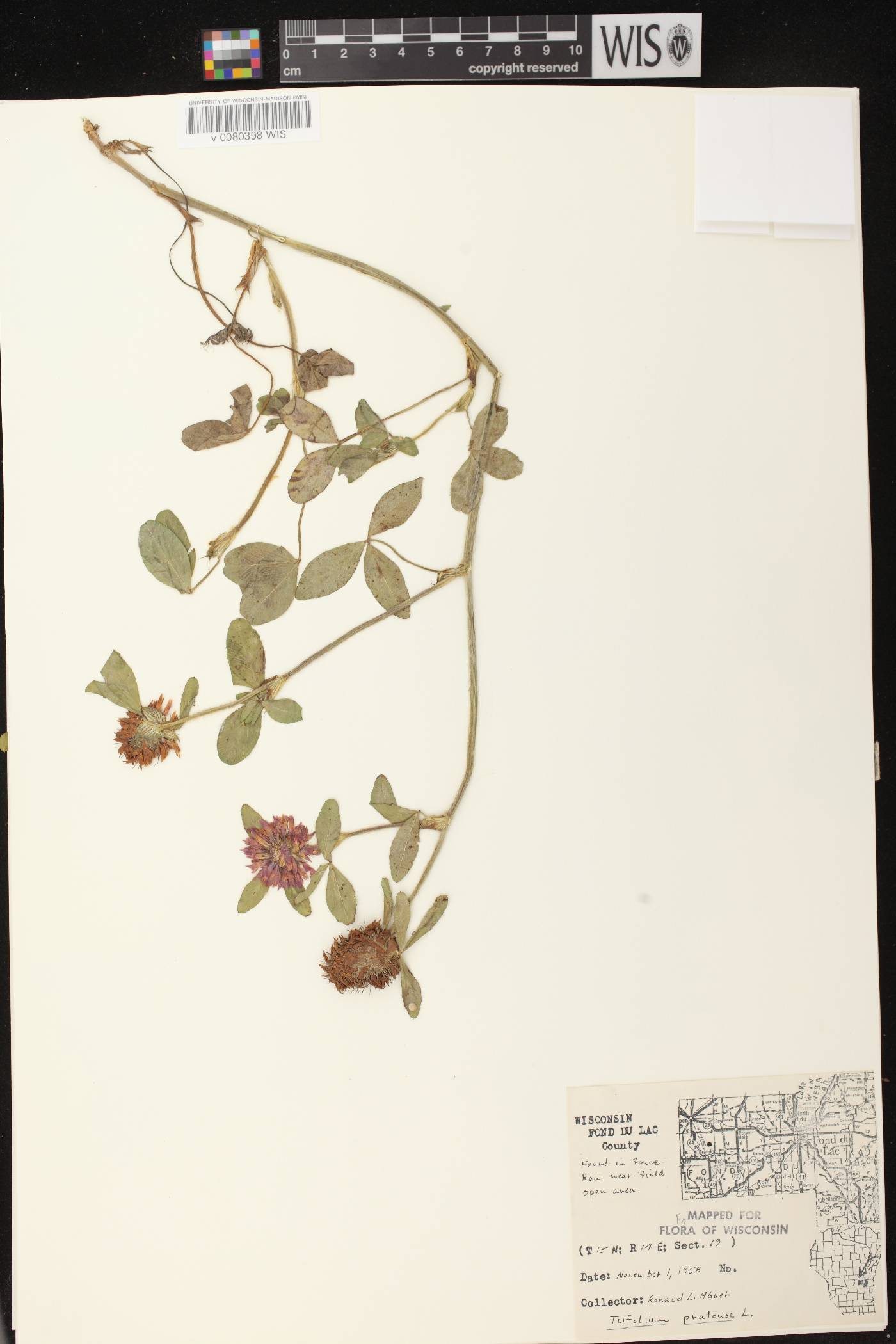 Trifolium pratense image