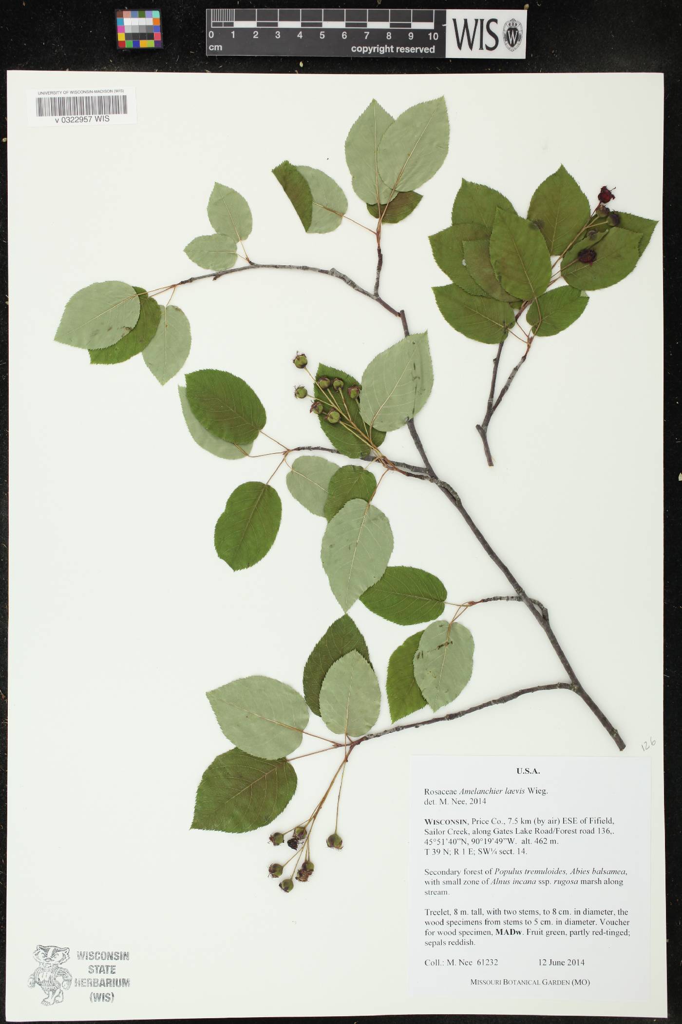 Amelanchier laevis image