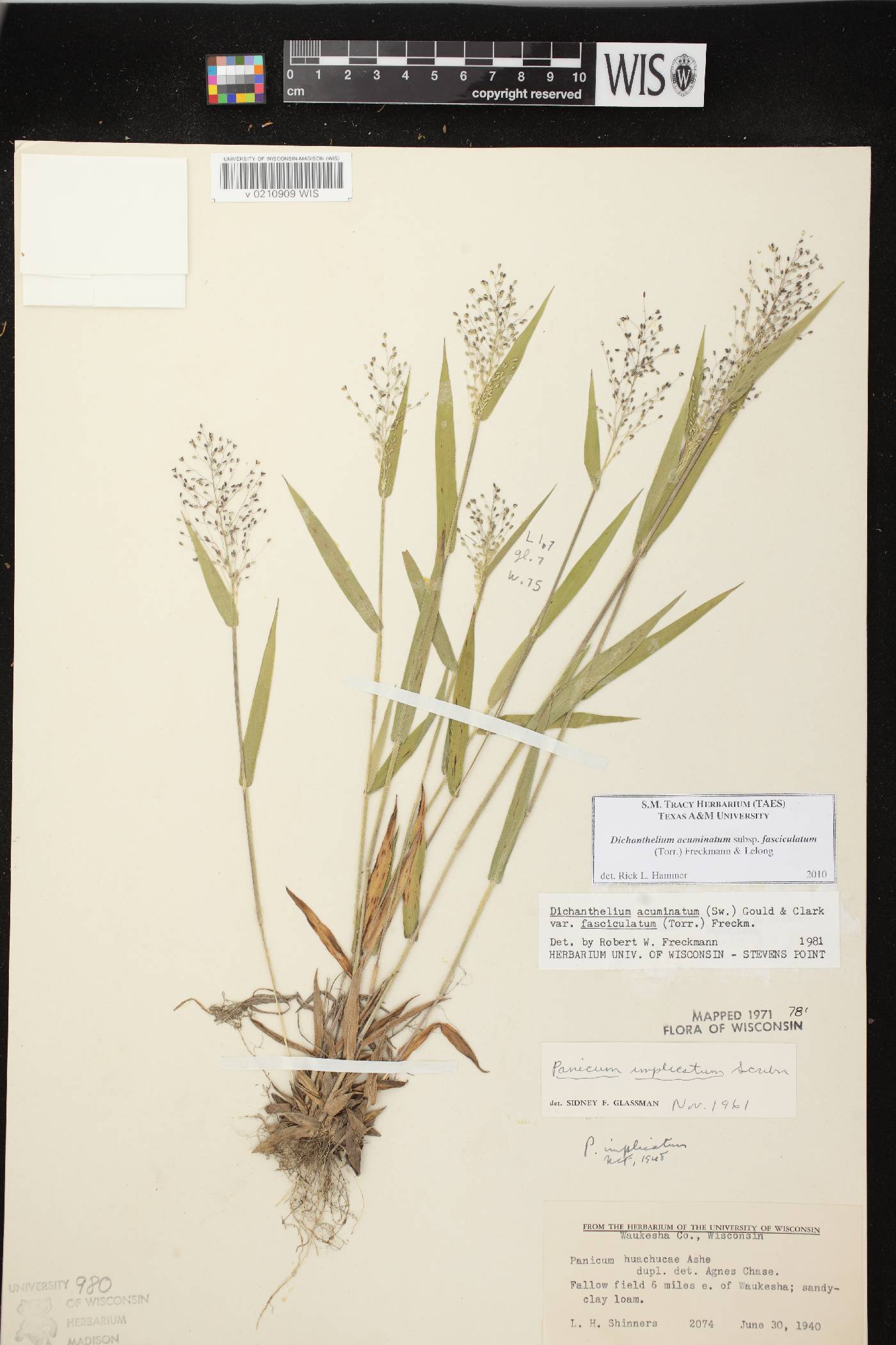 Dichanthelium acuminatum var. fasciculatum image