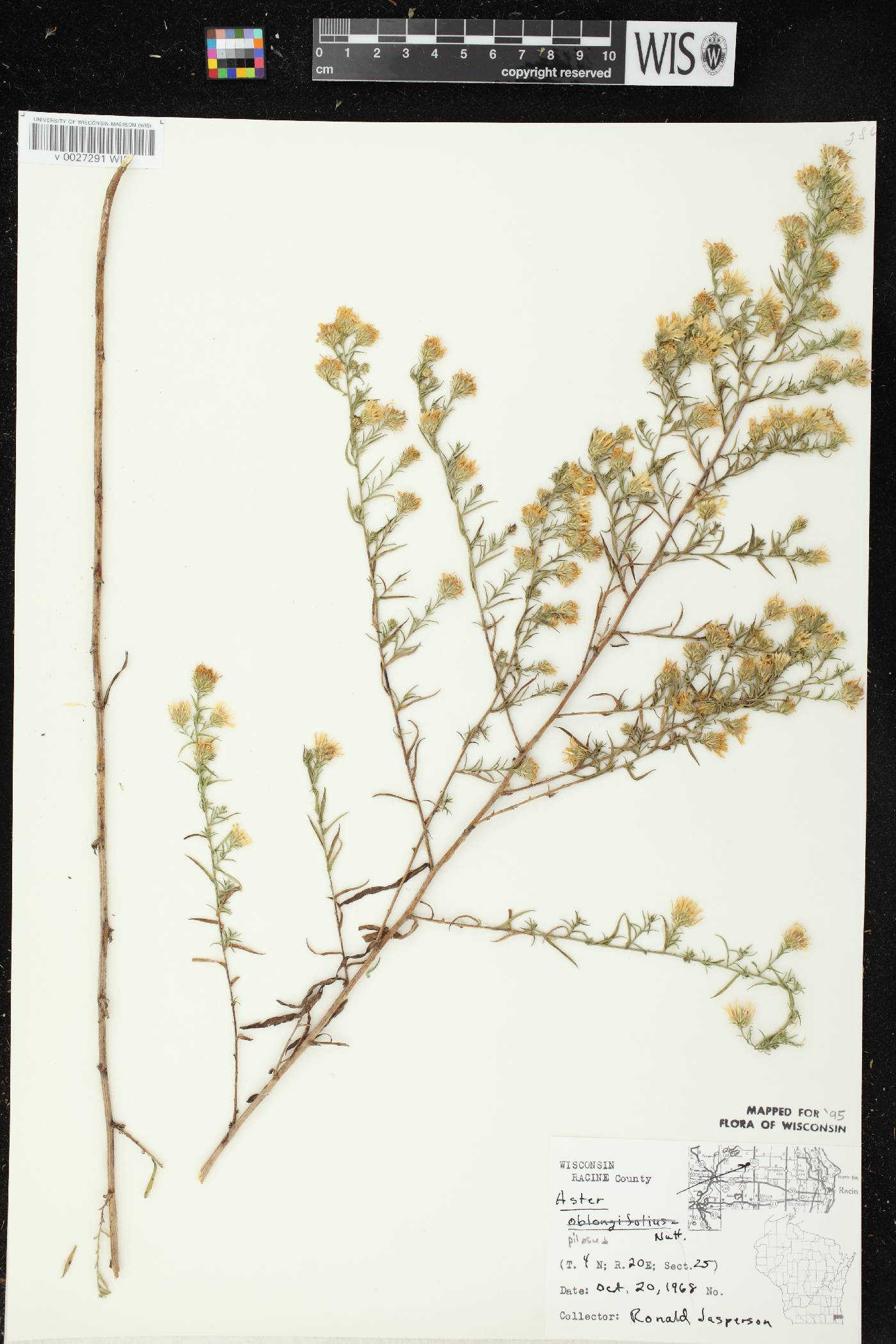 Symphyotrichum pilosum image