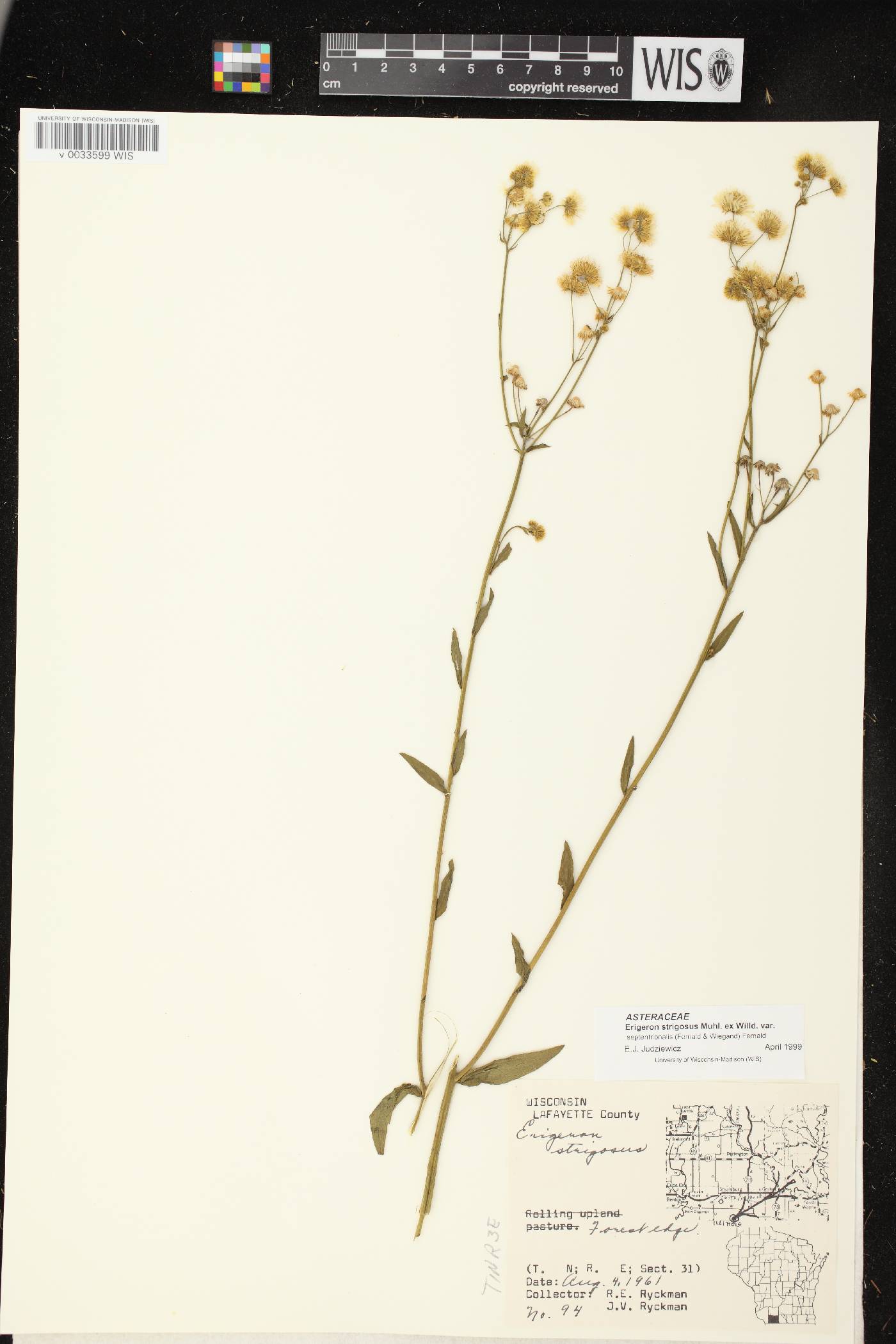 Erigeron strigosus image