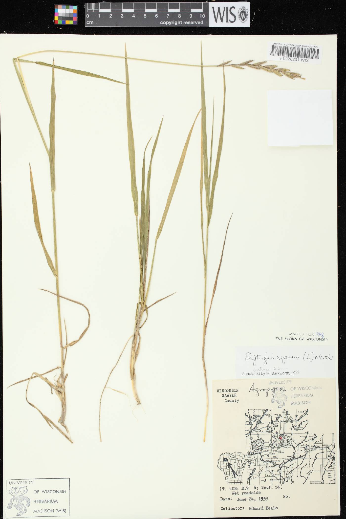 Elymus repens image