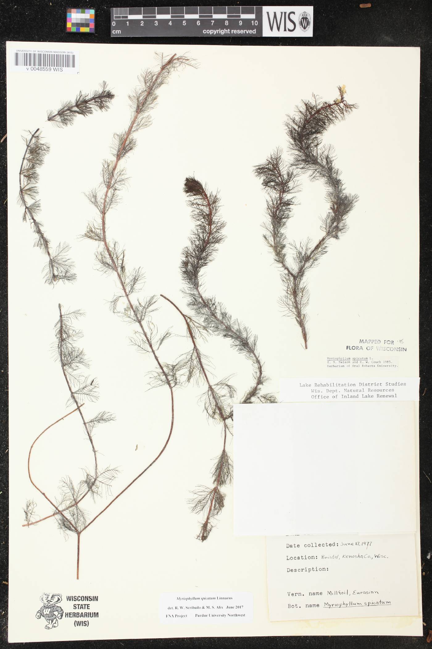 Myriophyllum spicatum image