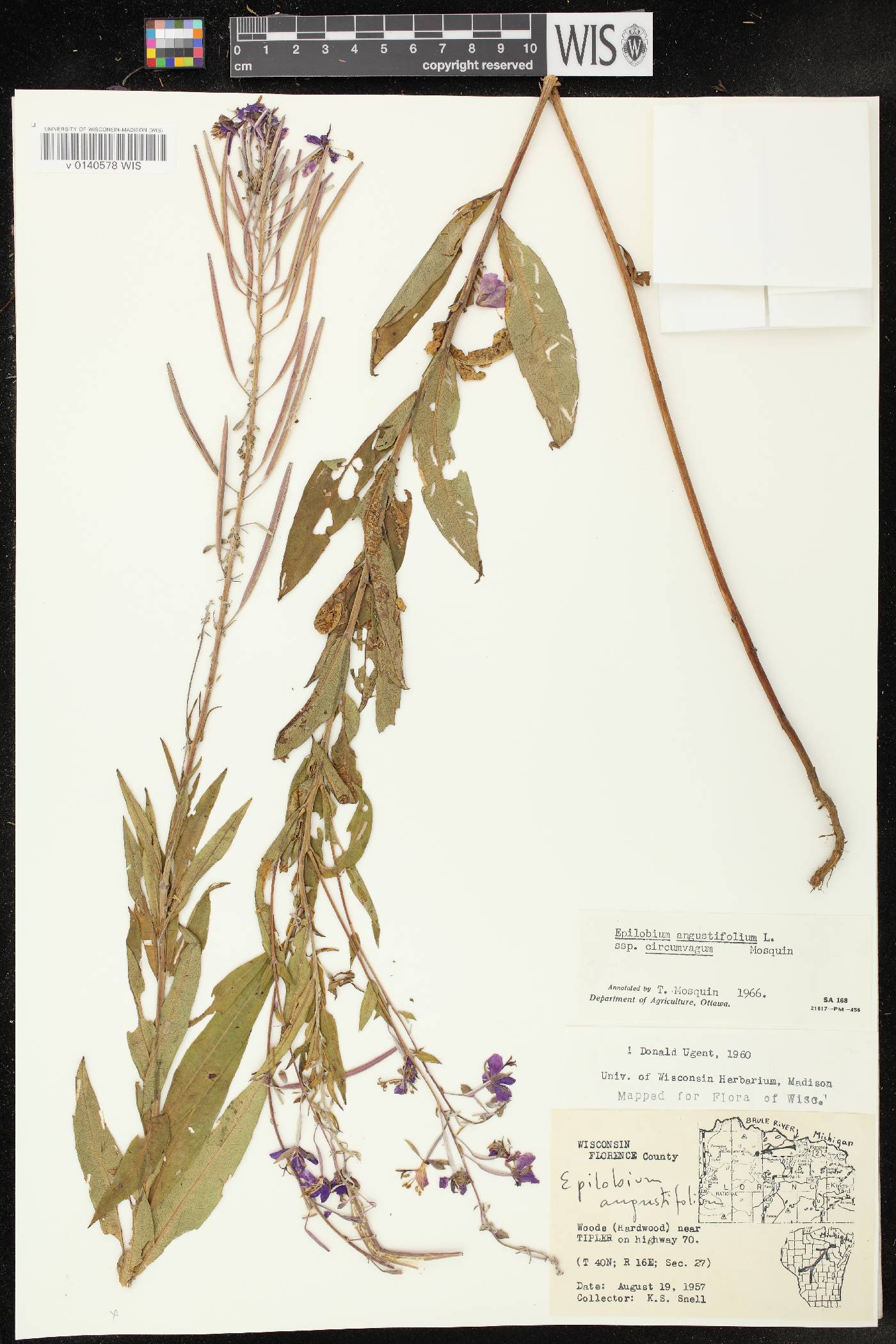 Chamerion angustifolium subsp. circumvagum image
