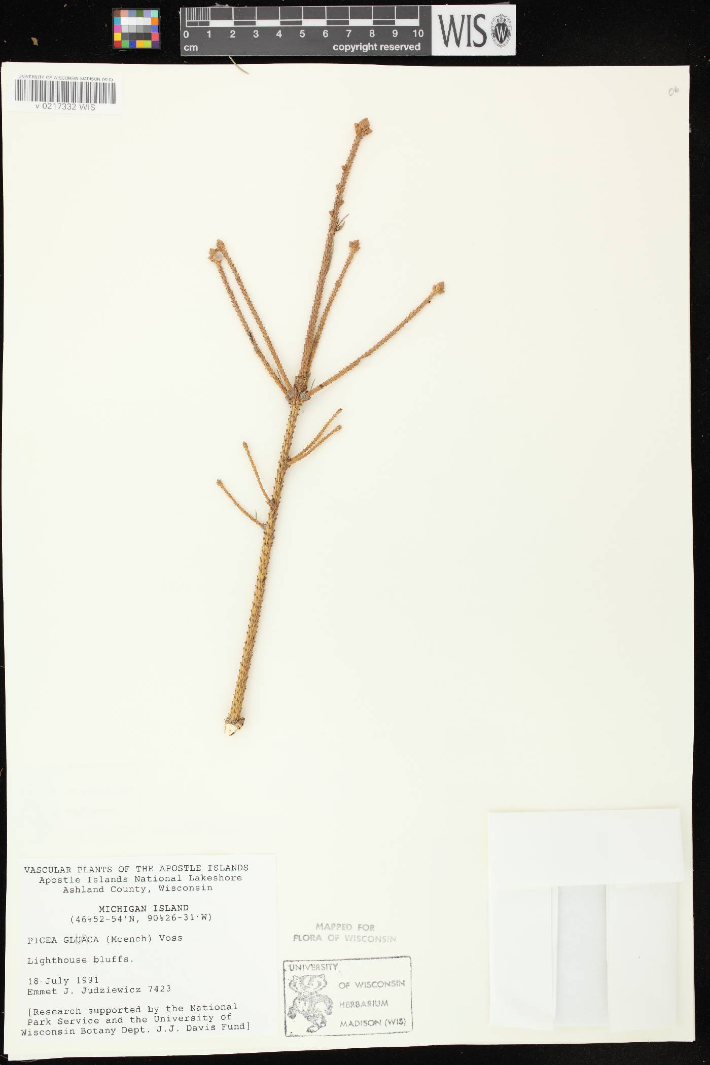 Picea glauca image
