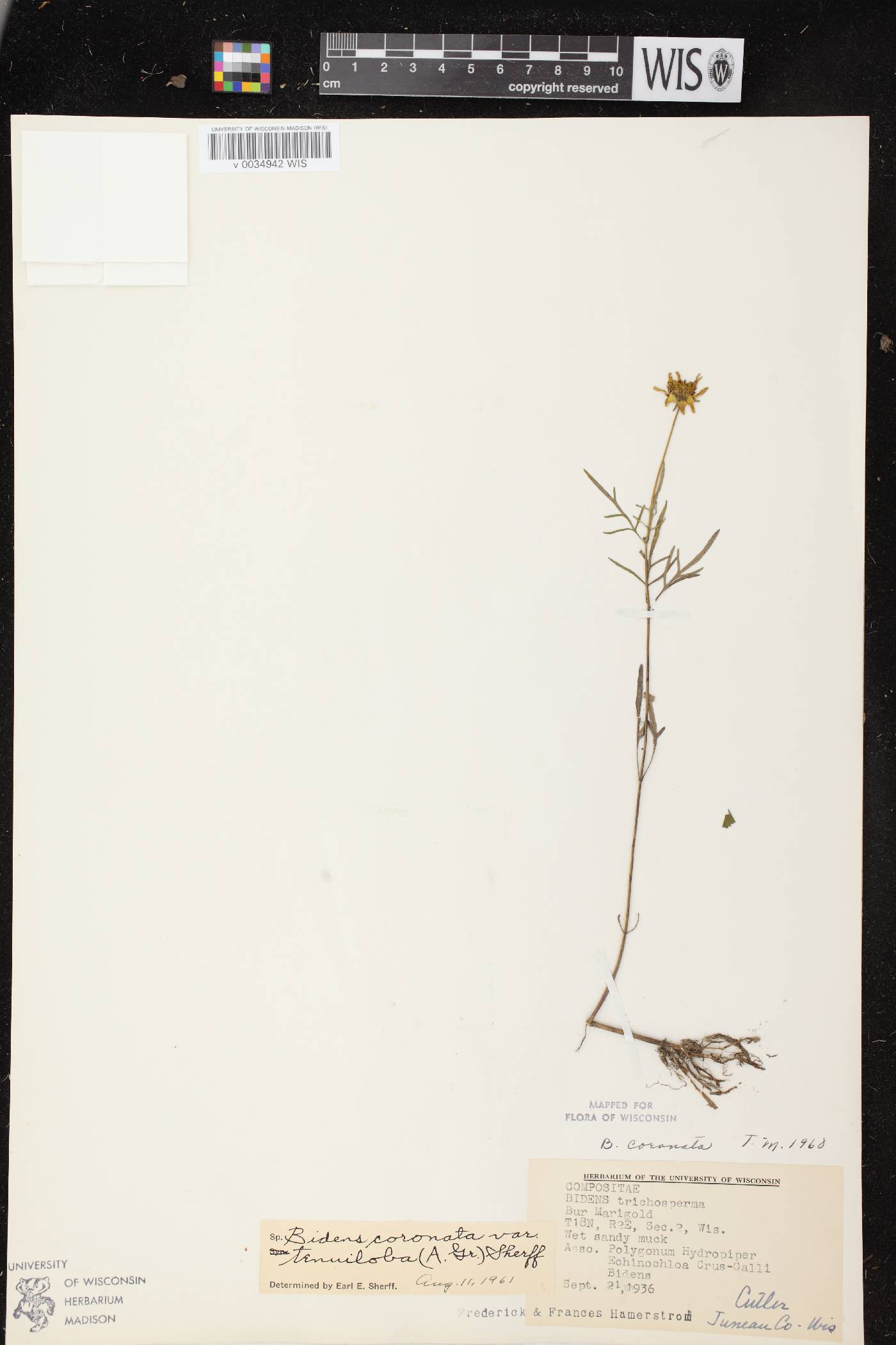 Bidens trichosperma image