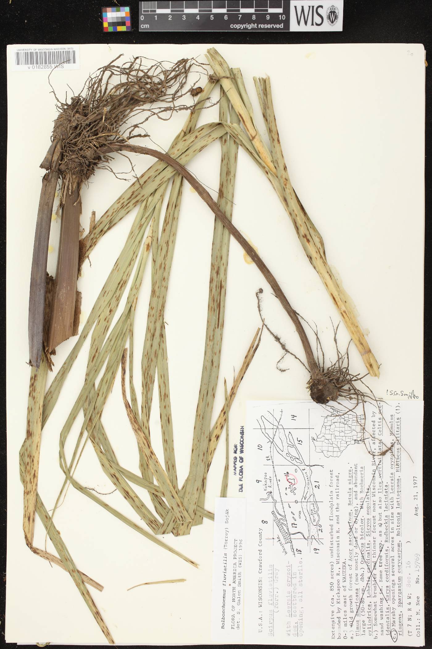 Bolboschoenus fluviatilis image