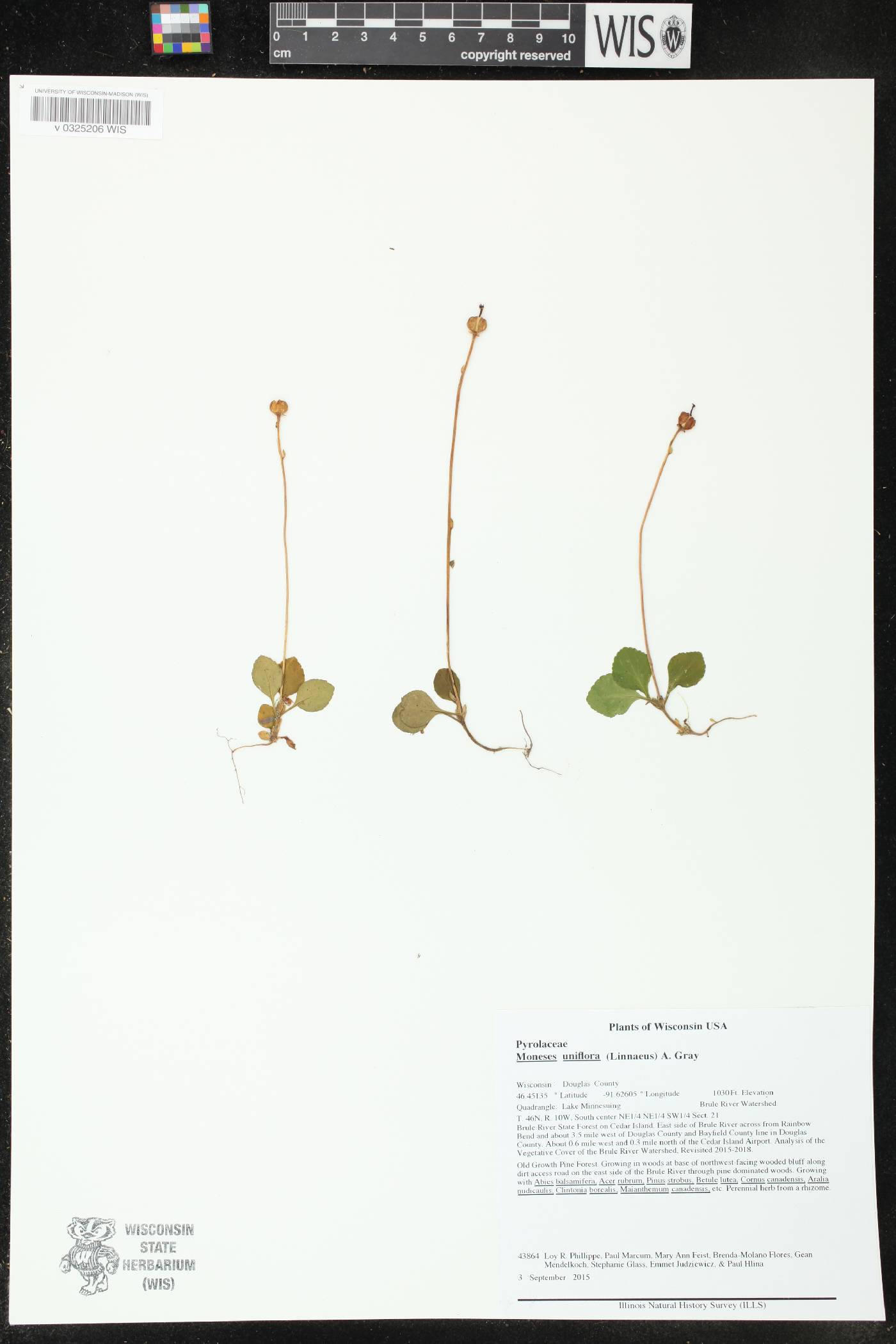 Moneses uniflora image