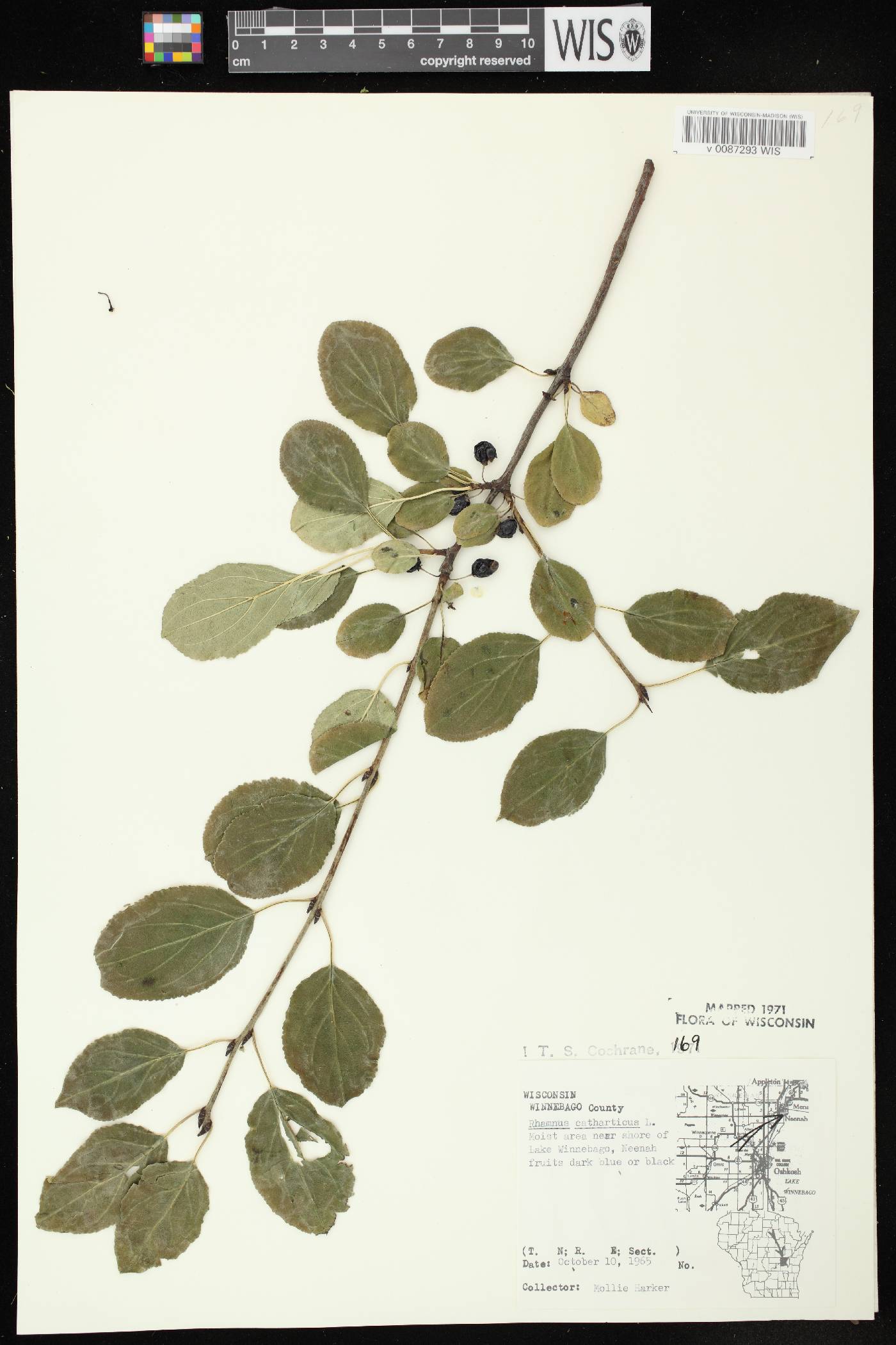 Rhamnus cathartica image