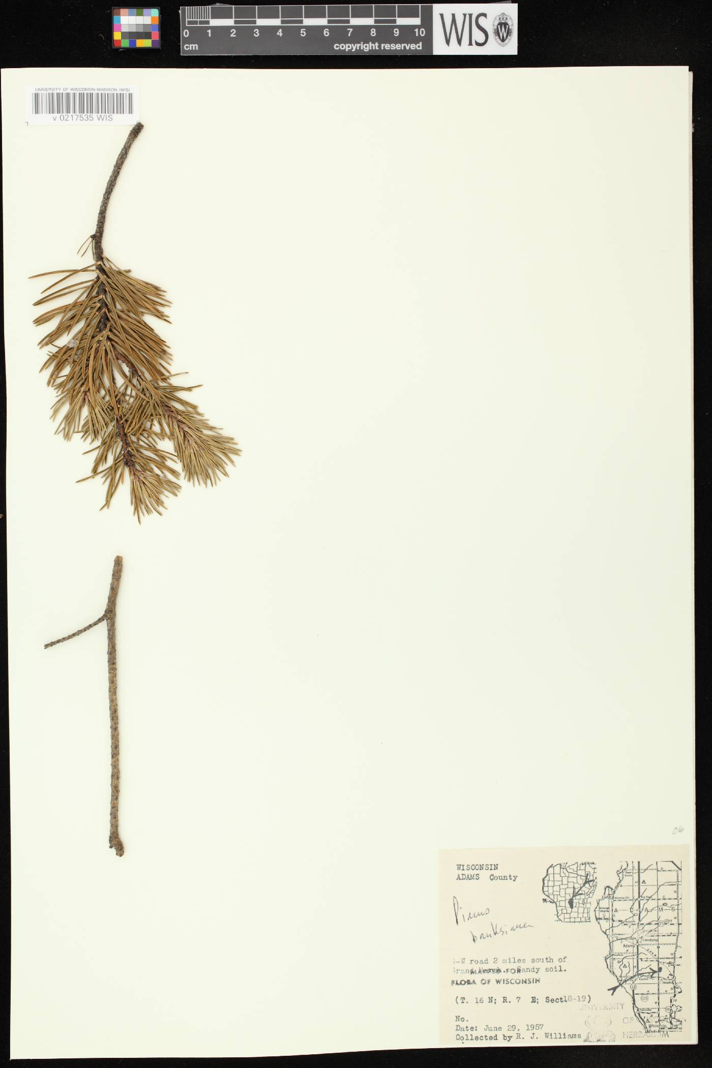 Pinus banksiana image