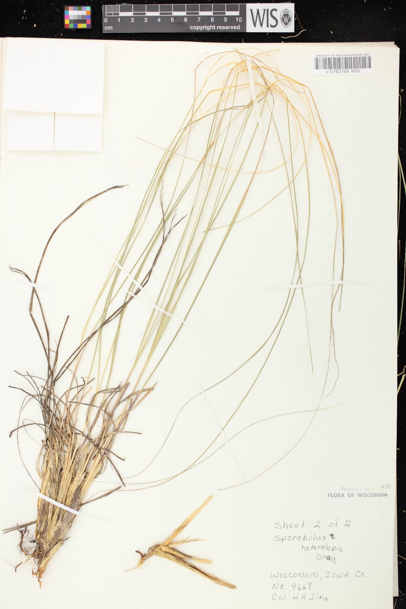 Sporobolus heterolepis image