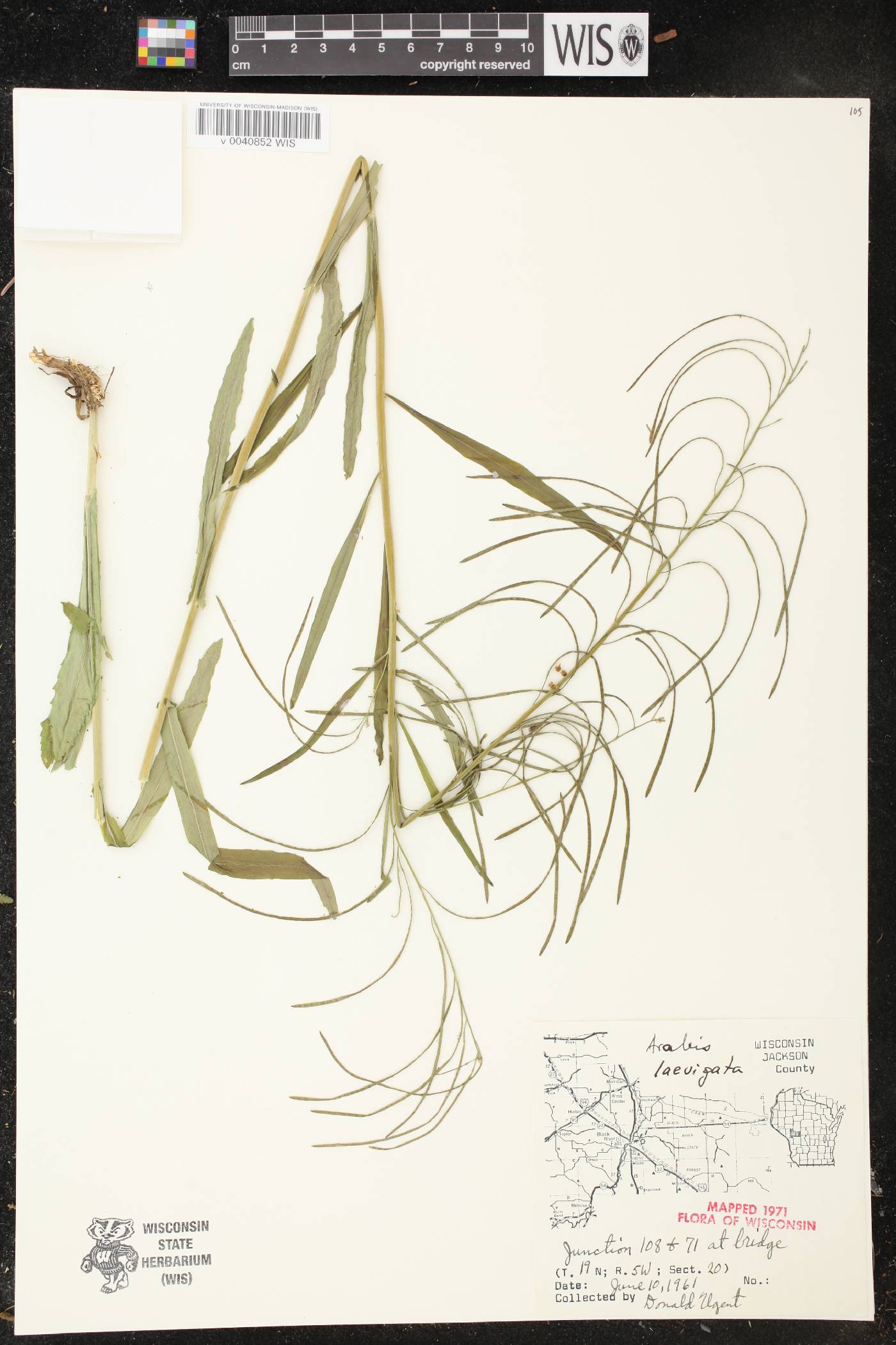 Boechera laevigata image