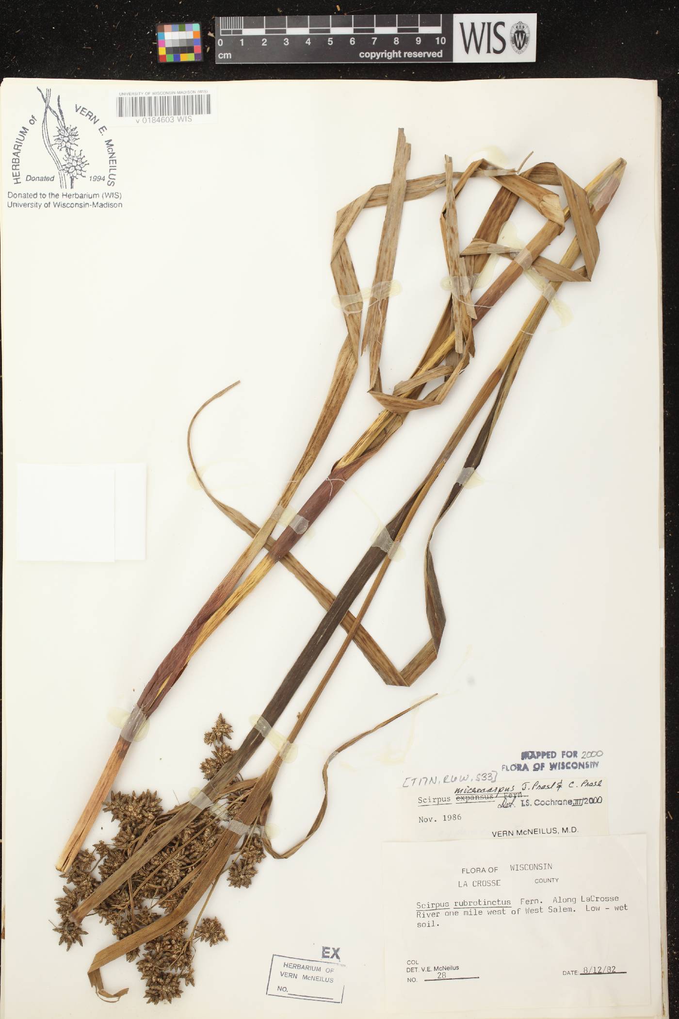 Scirpus microcarpus image